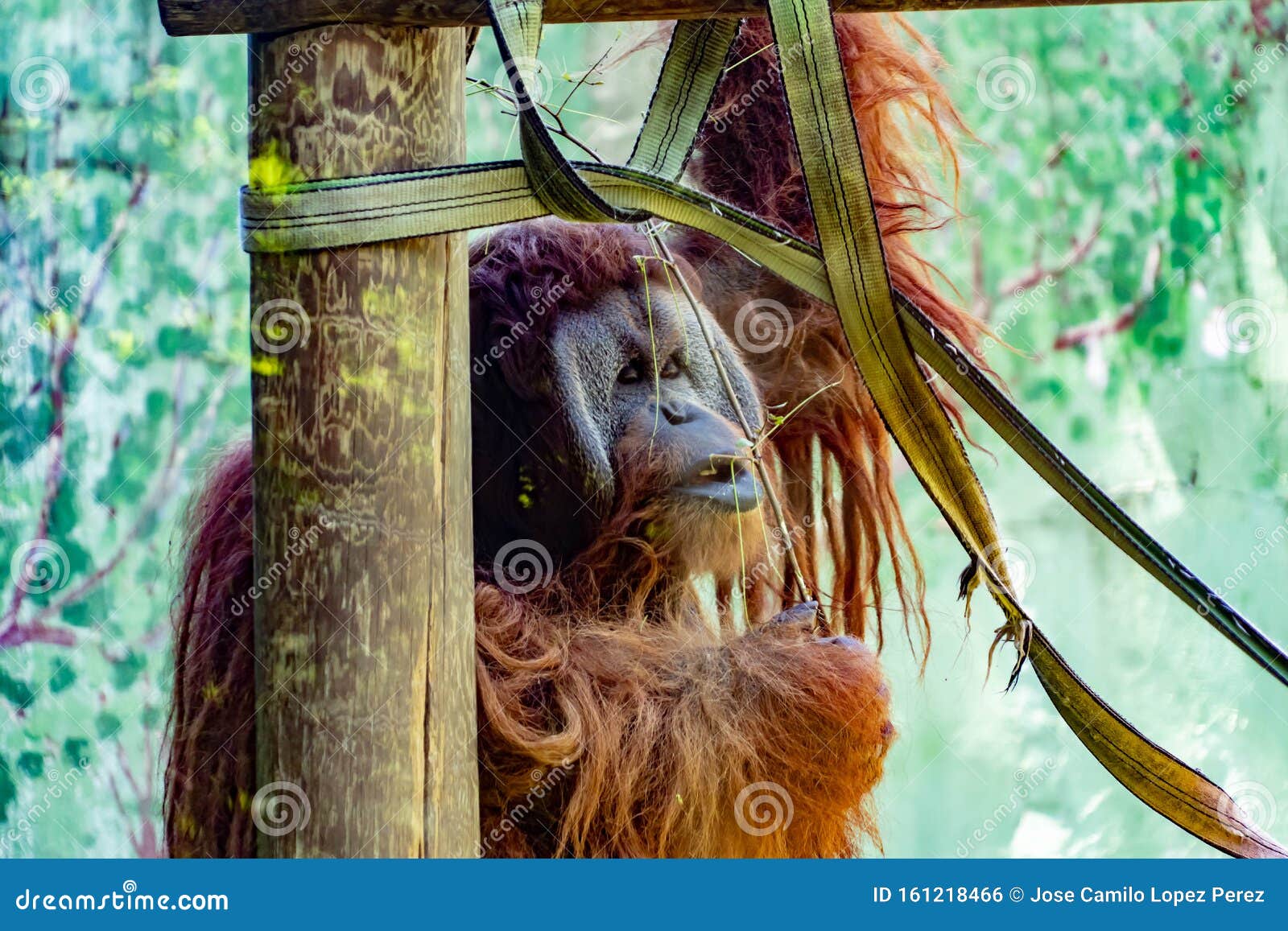 Primate in a zoo stock photo. Image of animal, environment 161218466