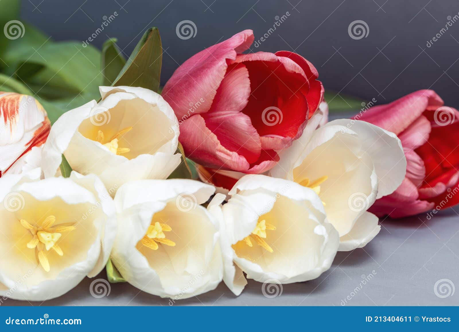 Primavera Delicadas Flores Blanco Y Rojo Ramo De Colores De Tulipanes En La  Mesa. Fondo Florido Natural Imagen de archivo - Imagen de florido, vector:  213404611