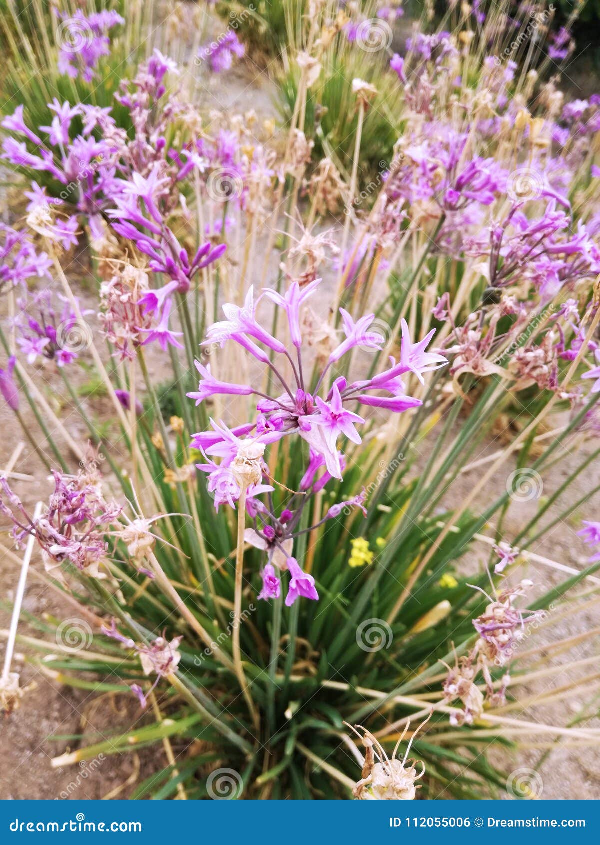 primavera violeta