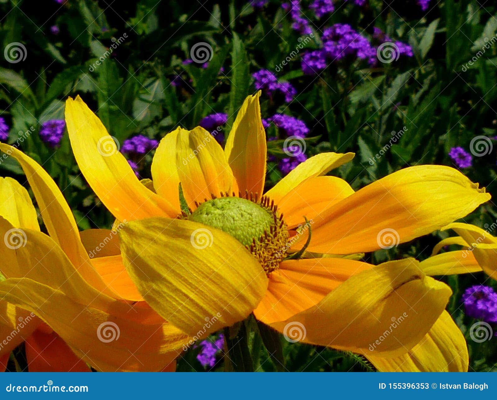 Primer Amarillo Del Gerbera Con Las Pequeñas Flores Púrpuras Del Verano En  El Fondo Imagen de archivo - Imagen de hermoso, casero: 155396353