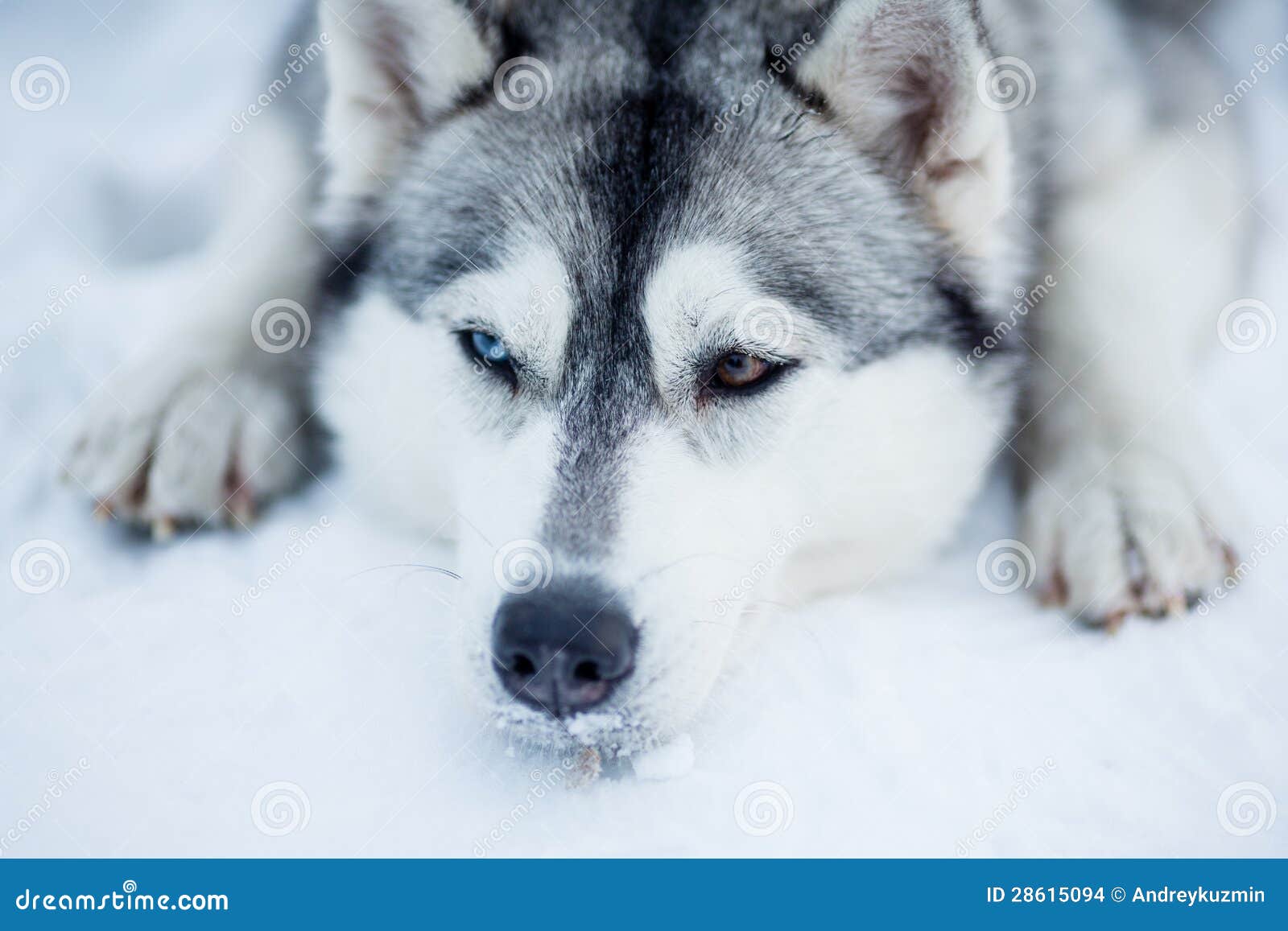 Image Result For Siberian Husky Vector Image Result For Siberian Husky Vector
