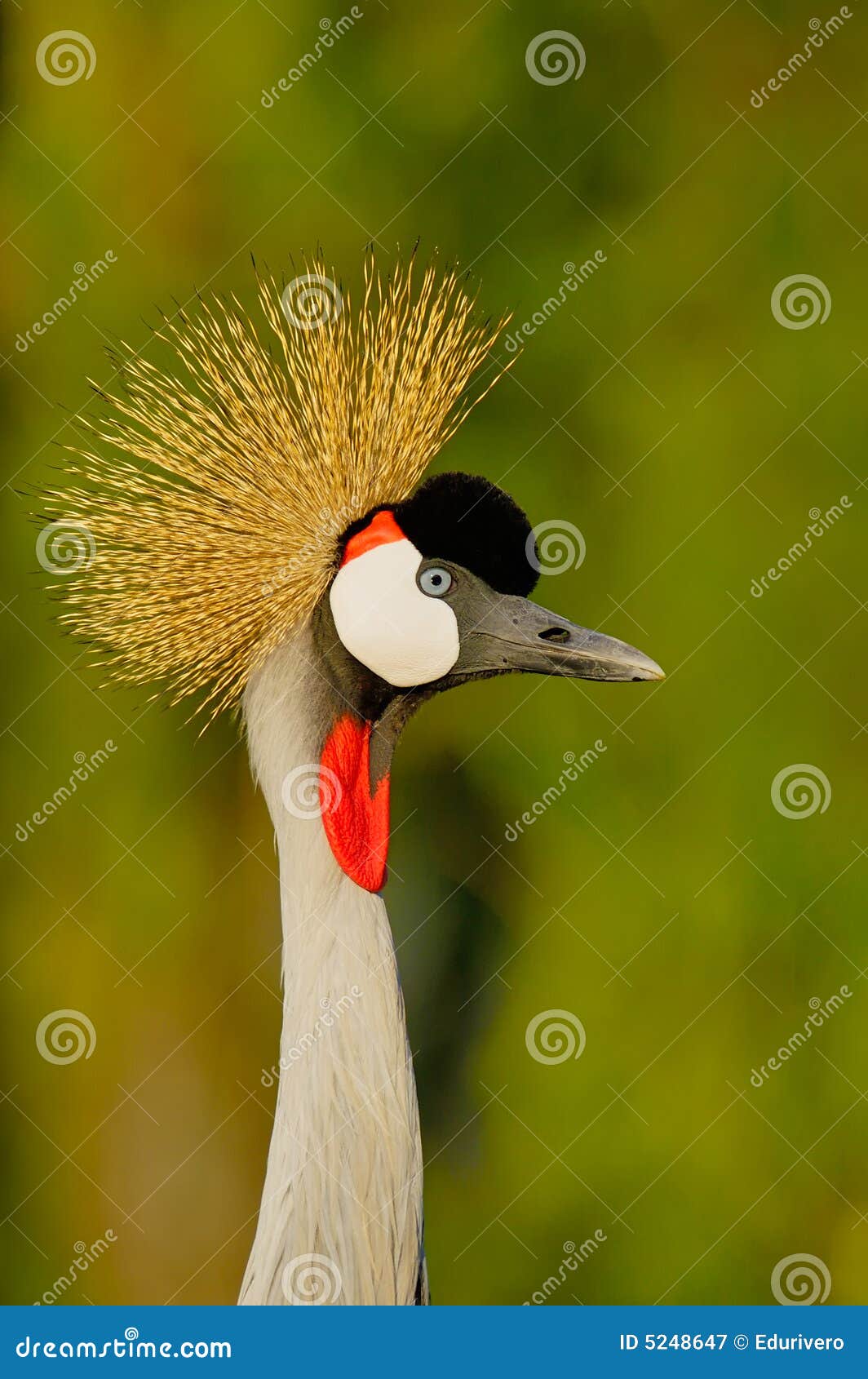 Primer coronado de la grúa imagen de archivo. Imagen de negro 5248647