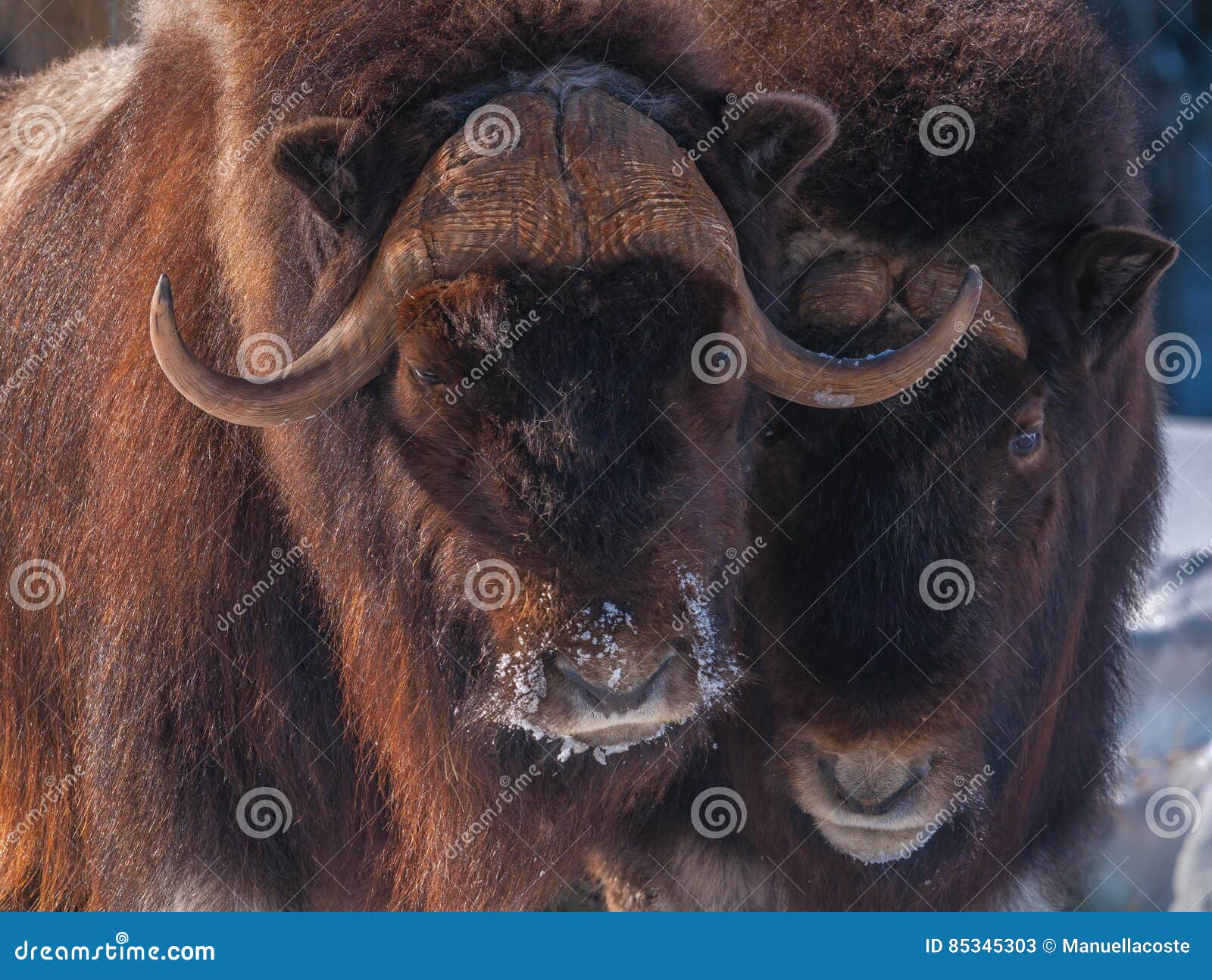 Primer de la cabeza de Muskox en el invierno 1