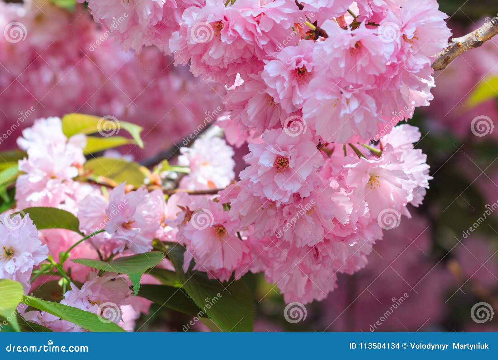 Primer De La Flor De Cherry Blossom O De Sakura En Primavera Flores Rosadas  Hermosas Foto de archivo - Imagen de primavera, hermoso: 113504134