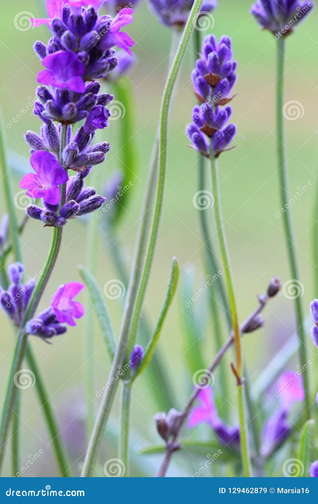 Primer De La Flor De La Lavanda Imagen de archivo - Imagen de perfume,  vertical: 129462879