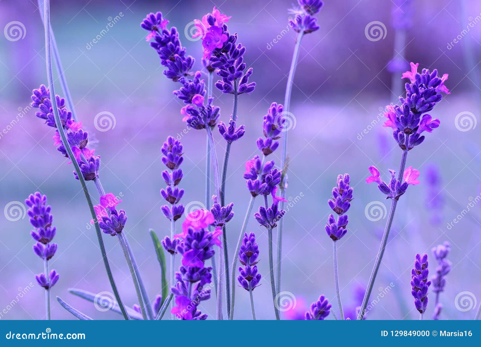 Primer De La Flor De La Lavanda Foto de archivo - Imagen de cierre, aroma:  129849000