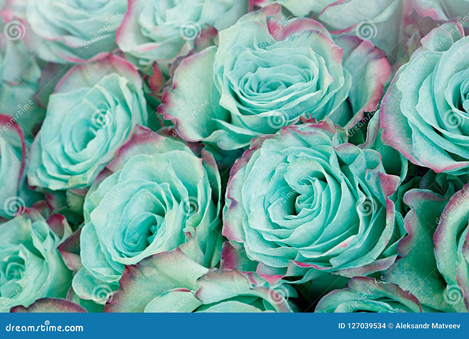 Primer De La Rosa Azul Azul Del Pastel De La Turquesa Fondo Floral Foto de  archivo - Imagen de regalo, presente: 127039534