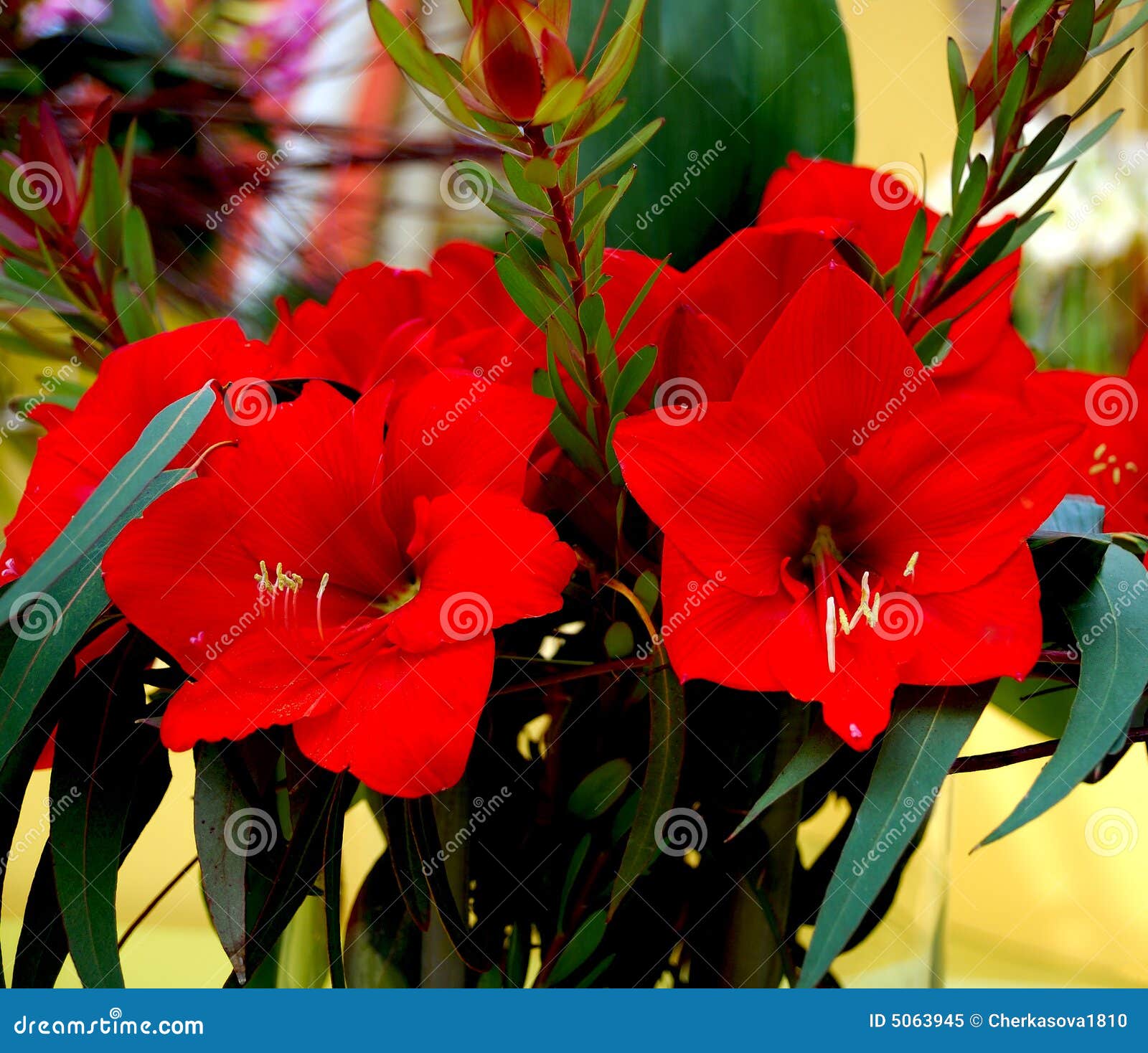 1,299 Orquídeas Rojas Fotos de stock - Fotos libres de regalías de  Dreamstime
