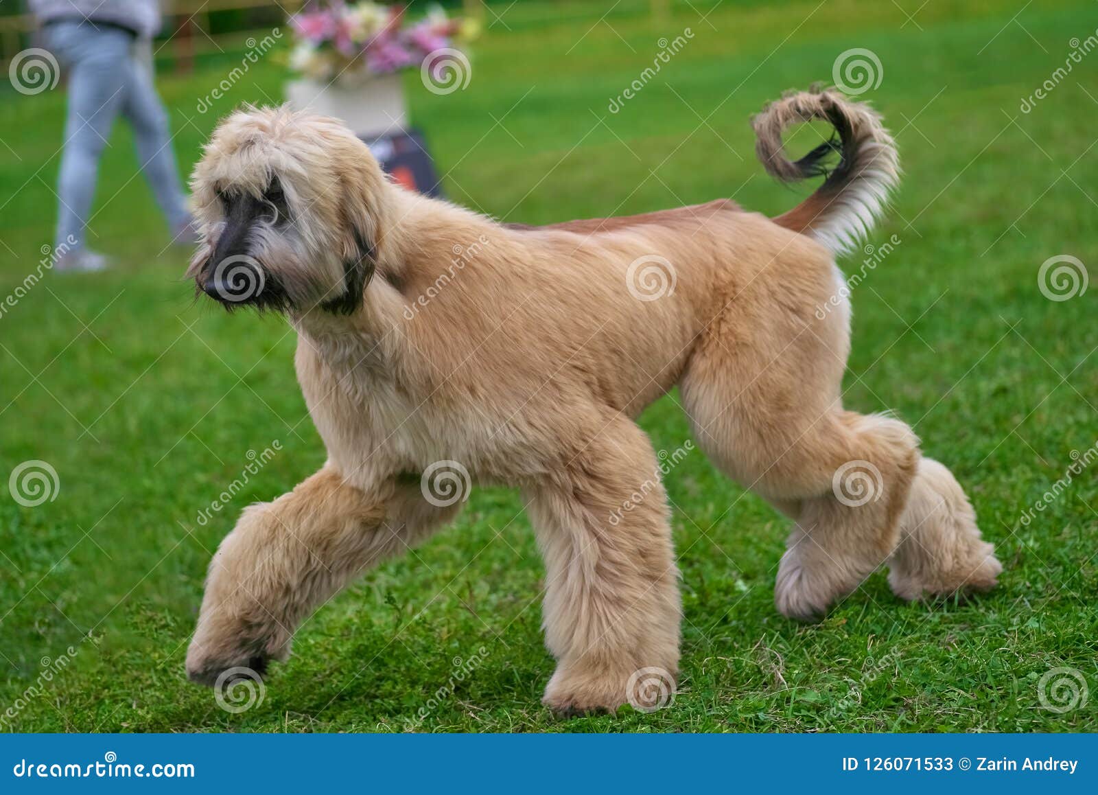 Primer De Pelo Largo Elegante Del Perro Del Afgano Imagen archivo Imagen de cubo, canino: 126071533