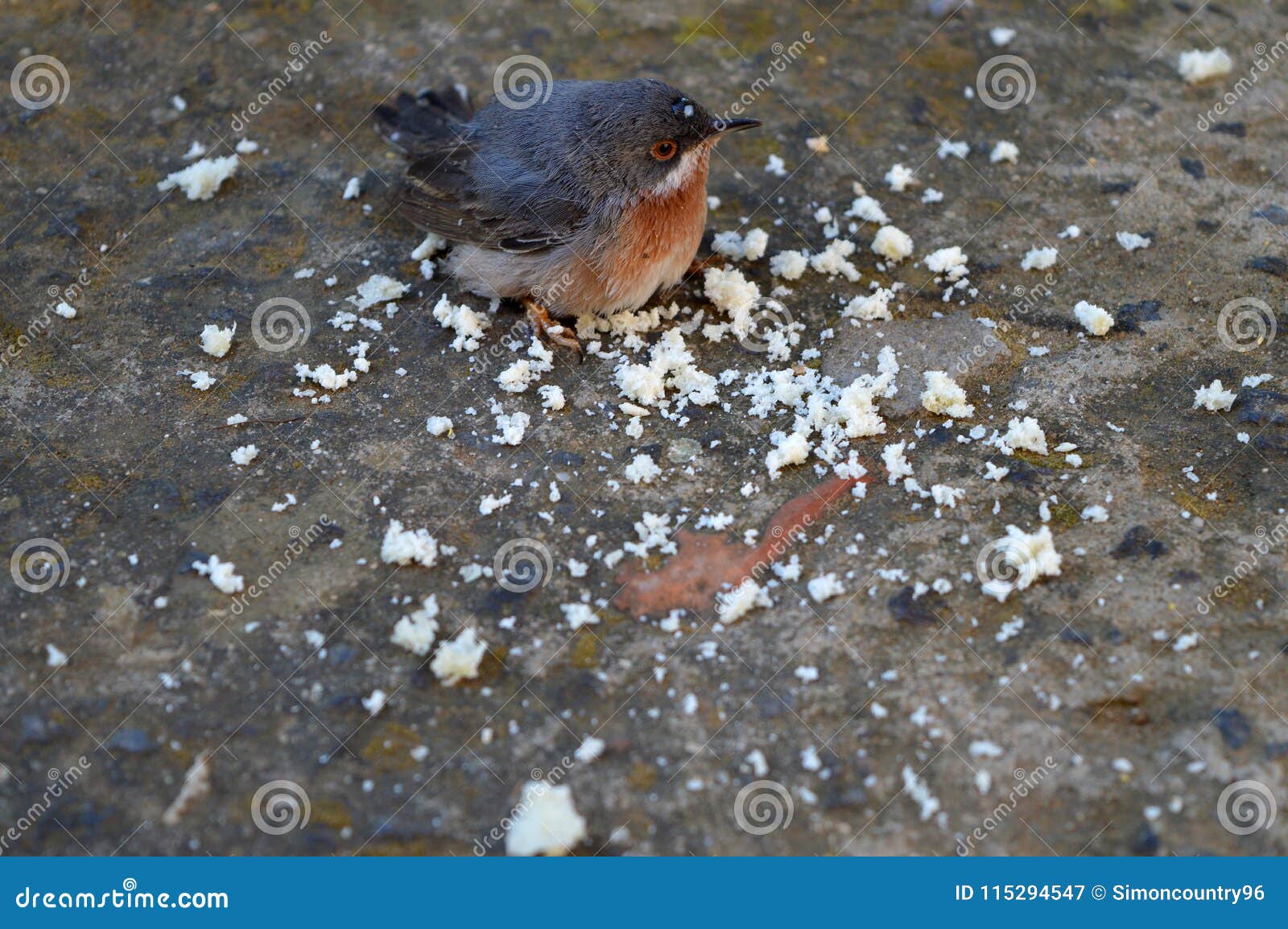 Primer De Robin Redbreast Eating Bread Crumbs Imagen de archivo