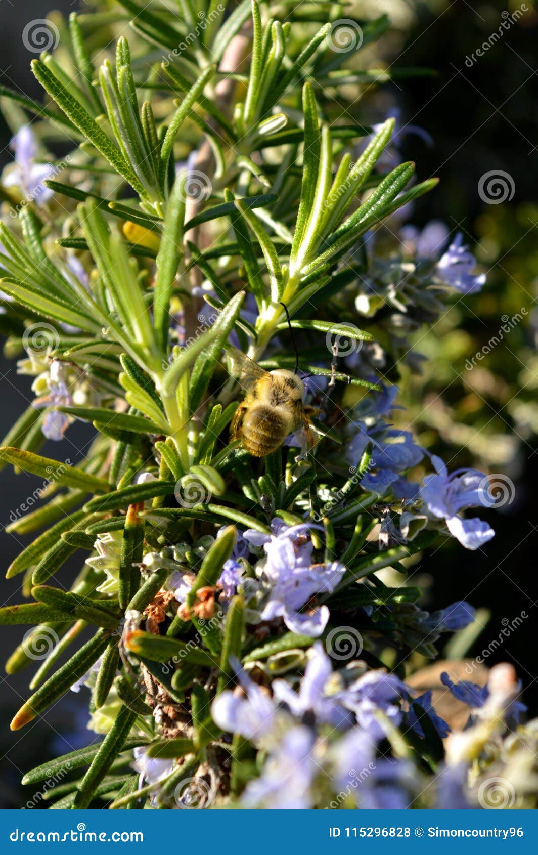 Primer de una abeja que recoge el polen de Rosemary Flowers, macro, naturaleza. Primer de una abeja que recoge el polen de Rosemary Flowers, naturaleza macra, Sicilia