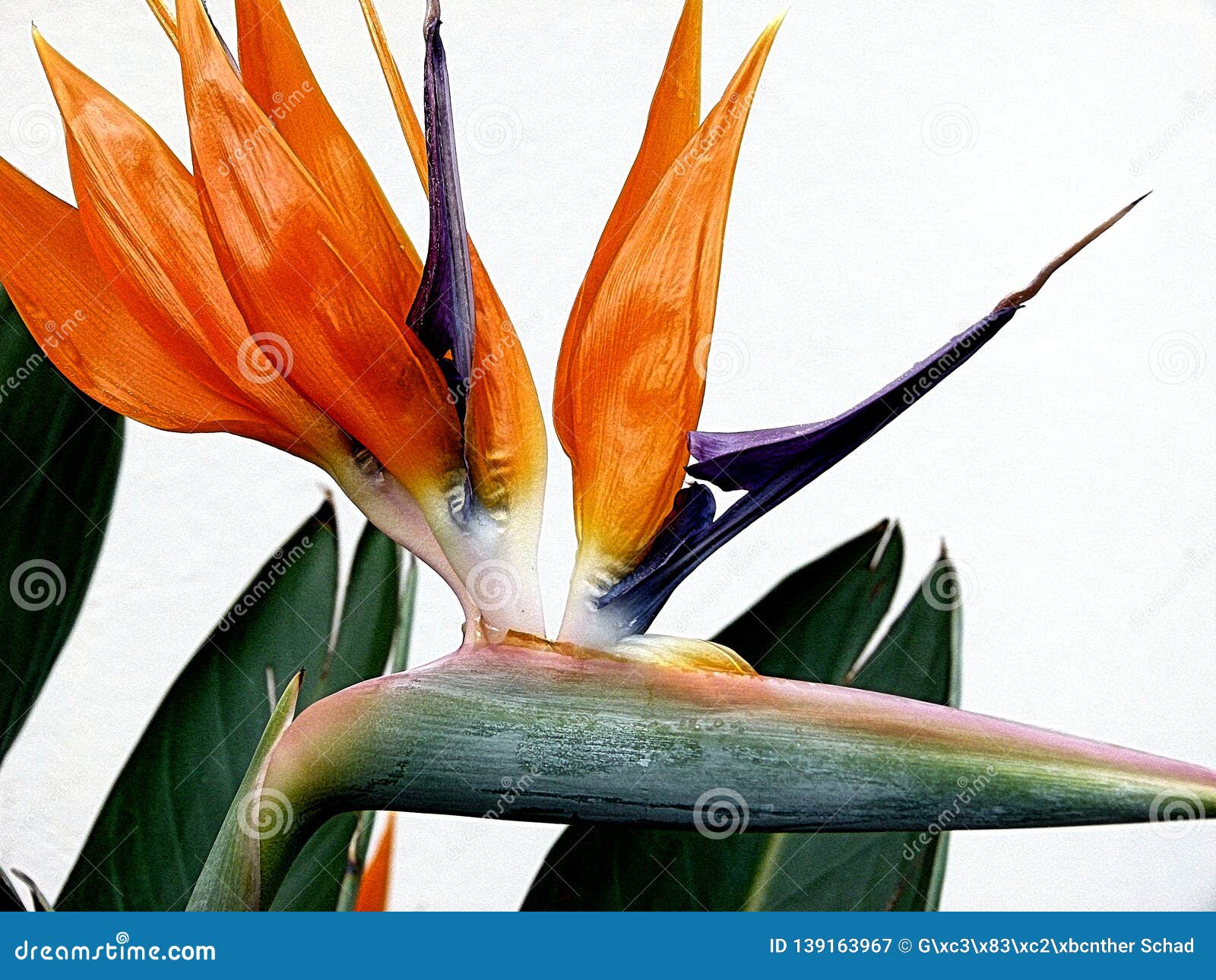 Primer De Una Flor Del Pájaro Del Paraíso Con Un Fondo Ligero Neutral  Imagen de archivo - Imagen de planta, aislado: 139163967