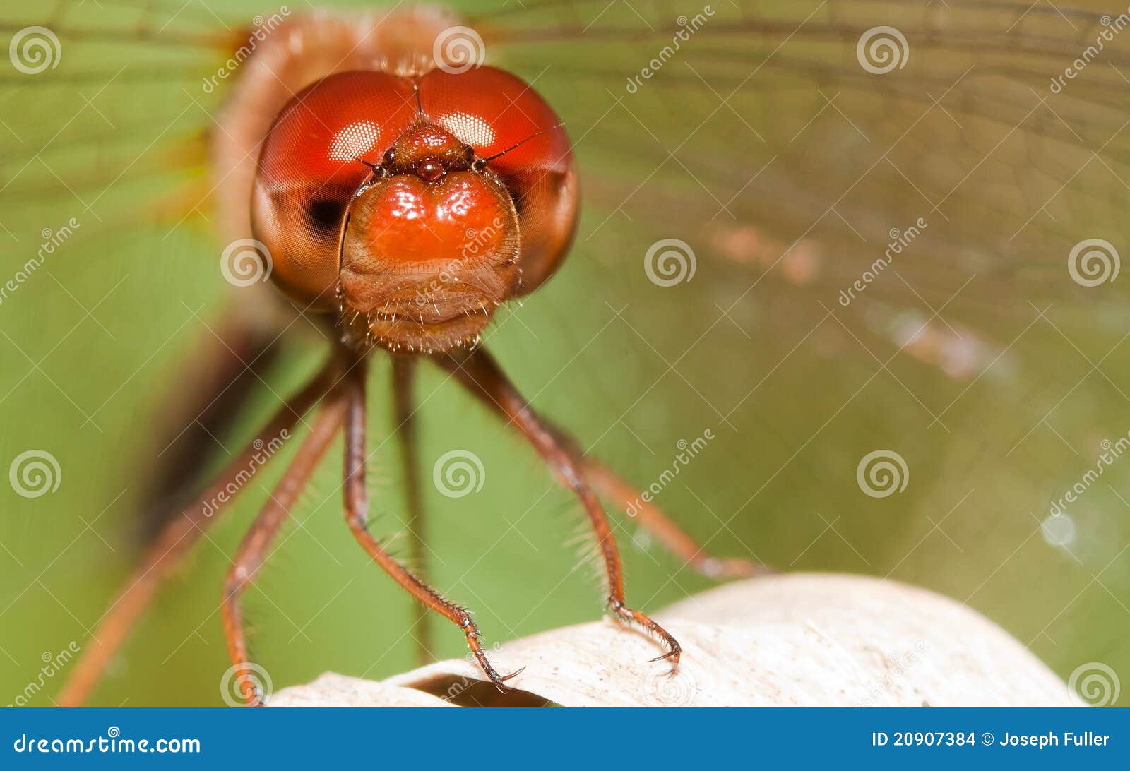 Primer de una libélula roja. Ojos grandes.