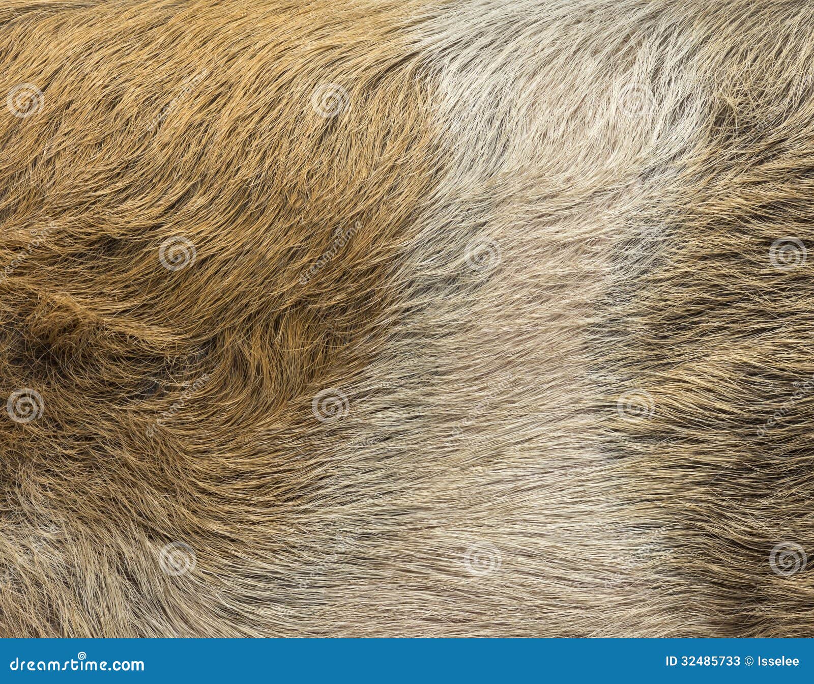 Primer De Una Piel De Cerdo