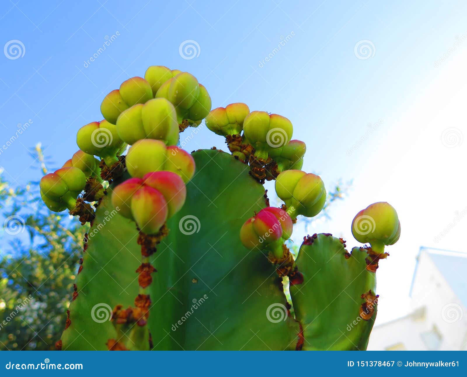 Primer Del Cactus Del árbol De Los Candelabros Con Los Brotes De Flor  Amarillos Imagen de archivo - Imagen de espinoso, planta: 151378467