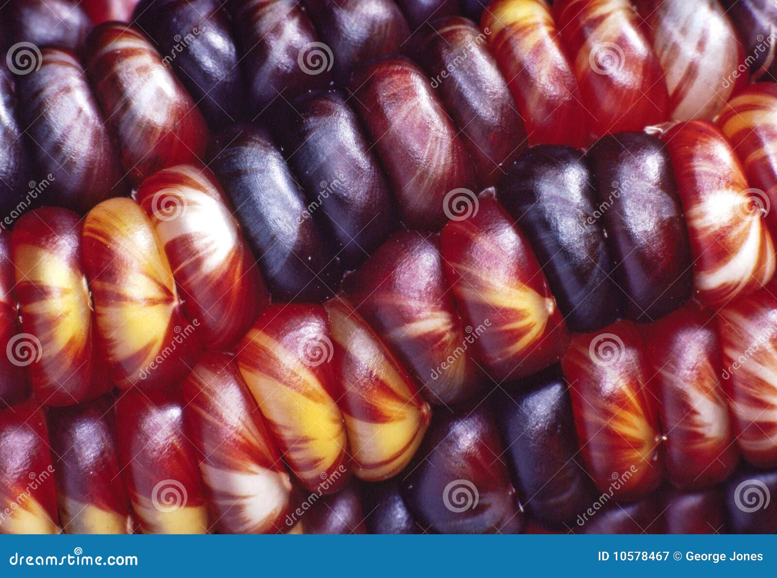 Primer del maíz indio imagen de archivo. Imagen de noviembre 10578467