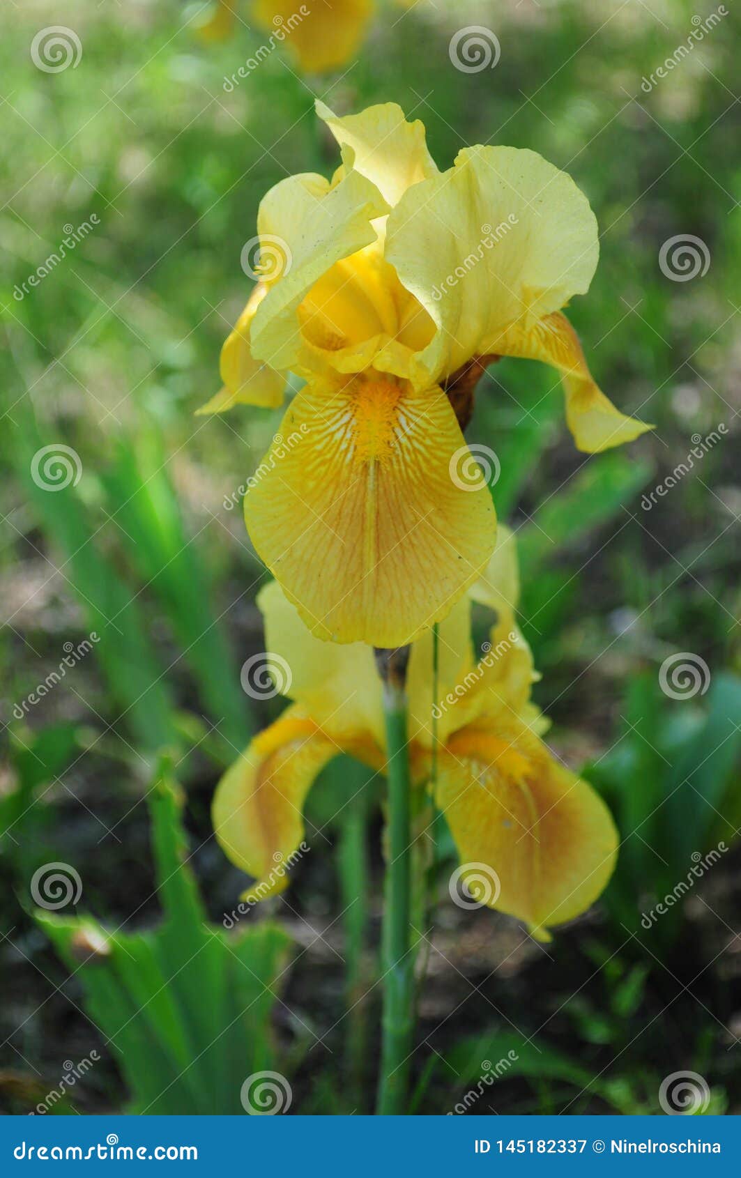Primer Hermoso De Las Flores Del Iris Amarillo En Fondo Verde Imagen de  archivo - Imagen de diafragmas, flor: 145182337