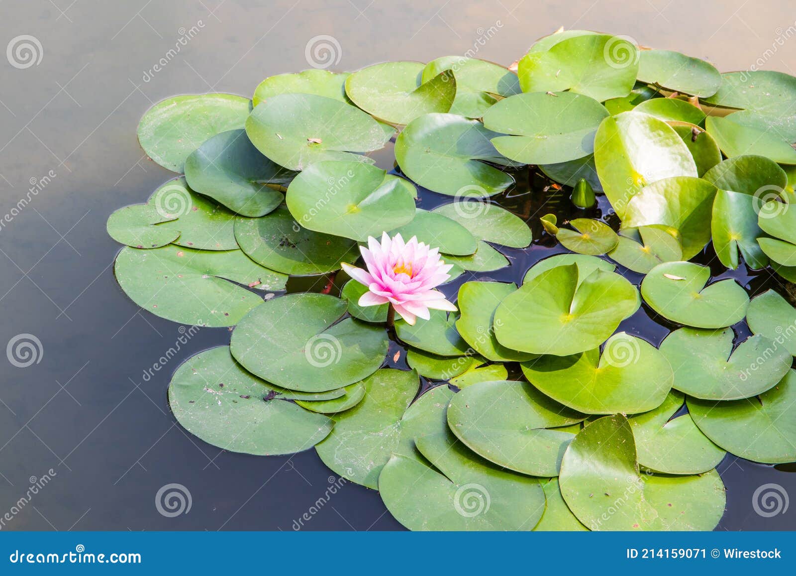 Primer Plano De Almohadillas De Lirio Flotante Con Hermosas Flores De Lirio  De Agua En Flor En Un Estanque Imagen de archivo - Imagen de floral, cubo:  214159071