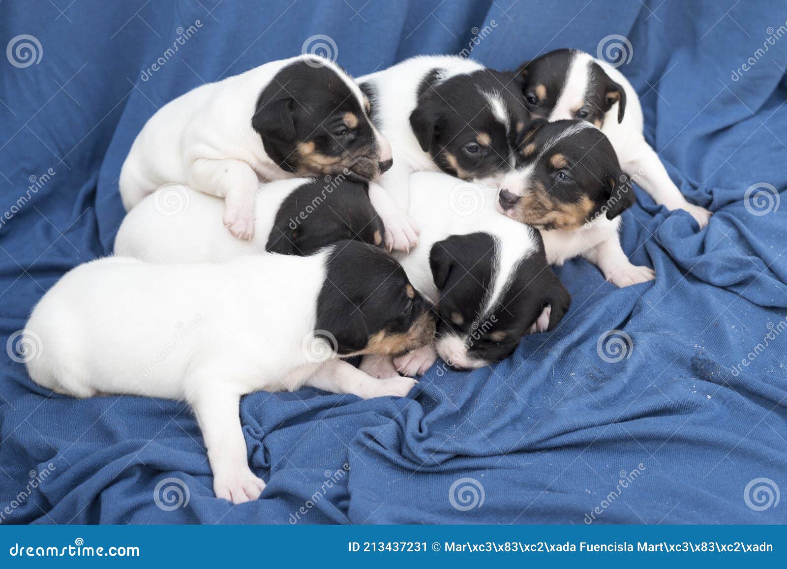 Primer Plano De Cachorros De Bodeguero Andaluz Recién Nacidos Sobre Una  Manta Azul Imagen de archivo - Imagen de retrato, primer: 213437231