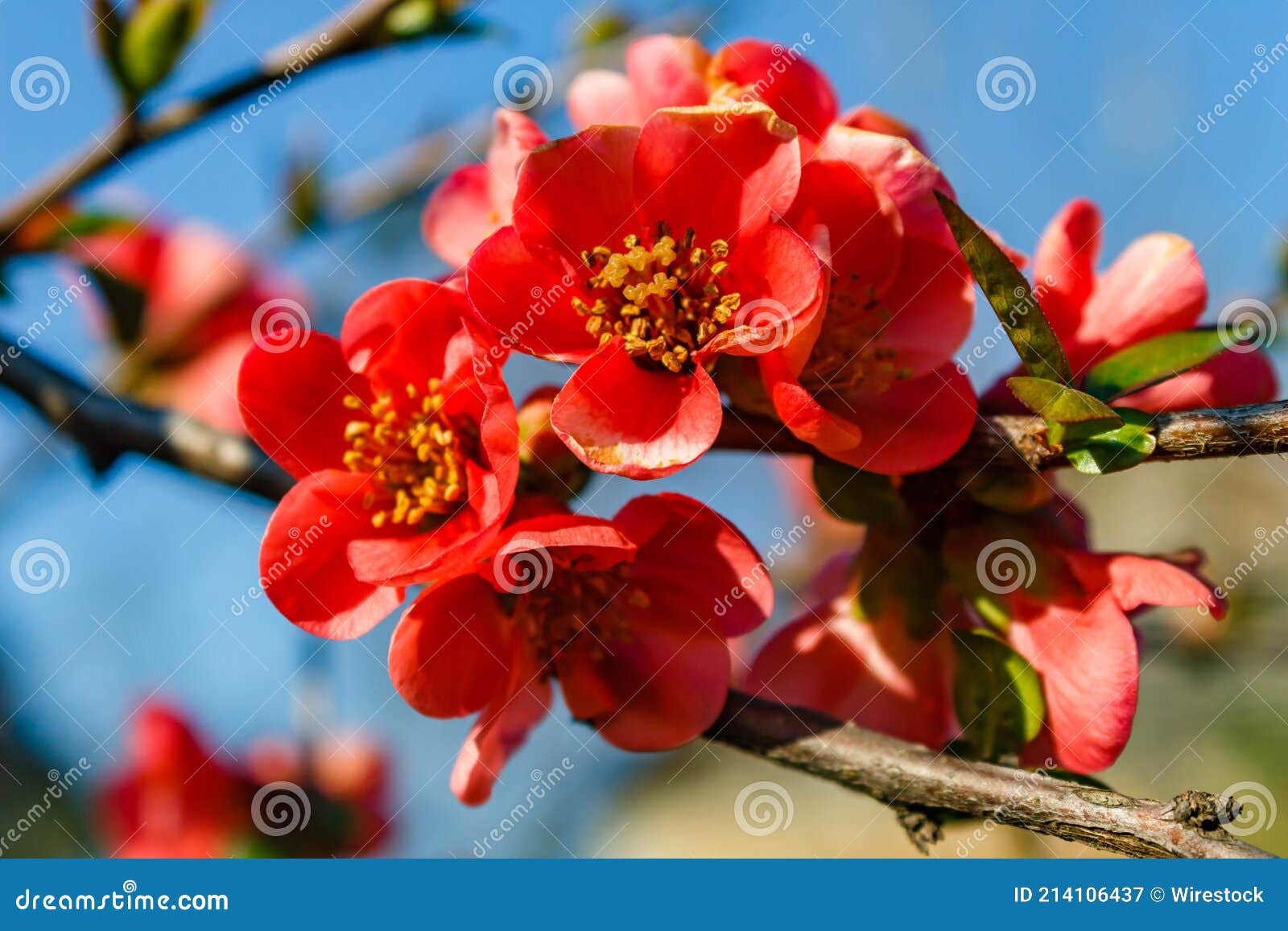 Primer Plano De Flores De Cerezo Rojo En Ramas De árbol Contra Un Fondo  Borroso Imagen de archivo - Imagen de azul, cielos: 214106437