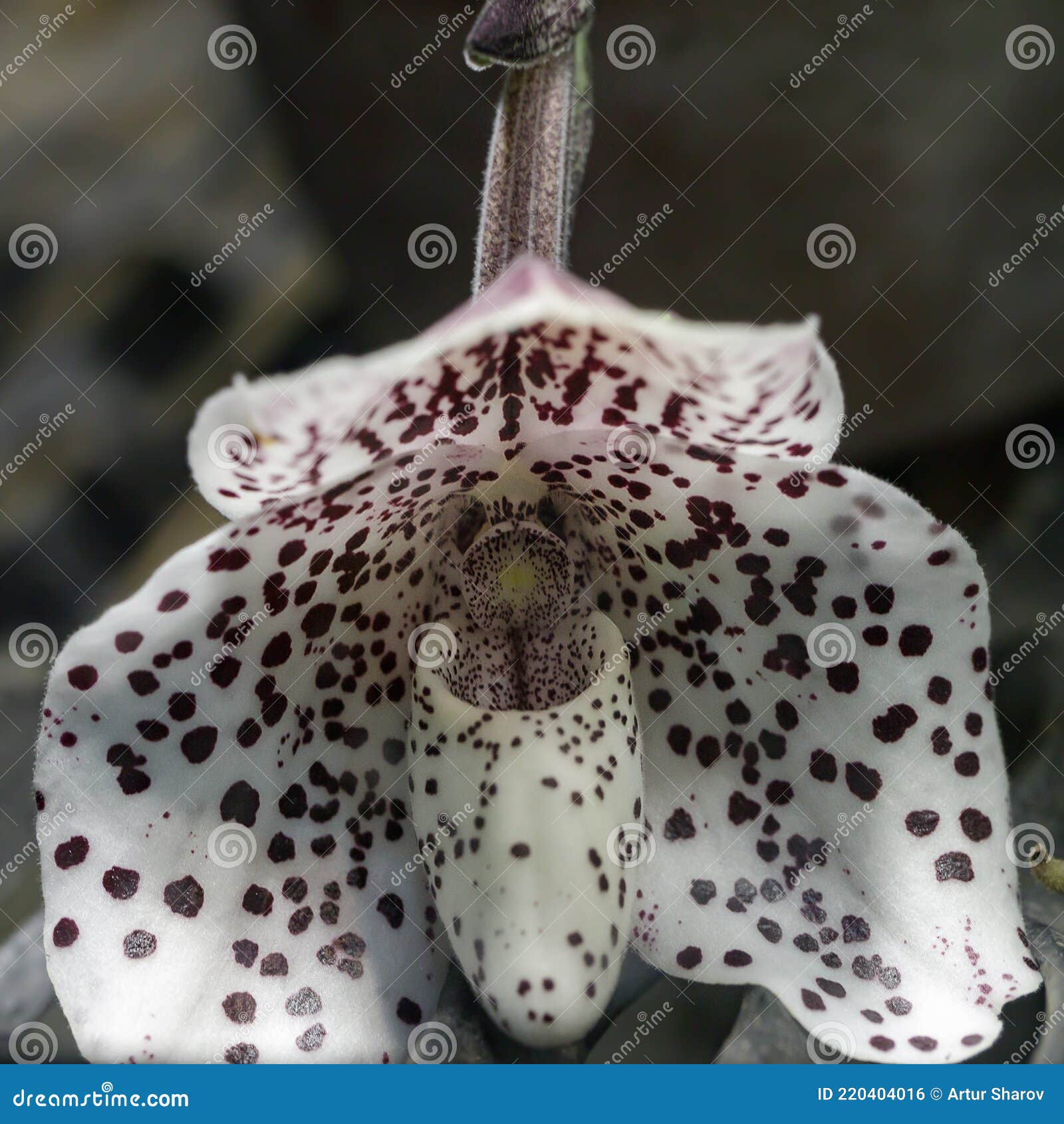 Primer Plano De La Orquídea Inusual Flor Damas Zapatilla Orquídea  Cypripedioideae Paphiopedilum Foto de archivo - Imagen de ornamental, lujo:  220404016