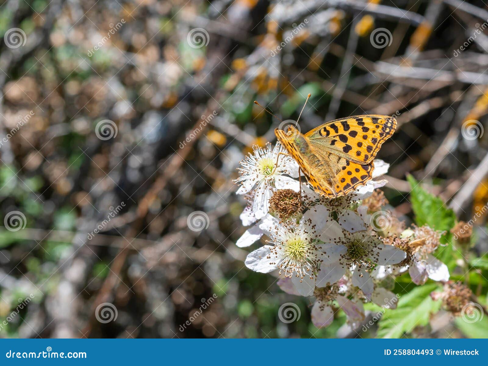 primer plano de una hermosa mariposa argynnis pandora posada sob