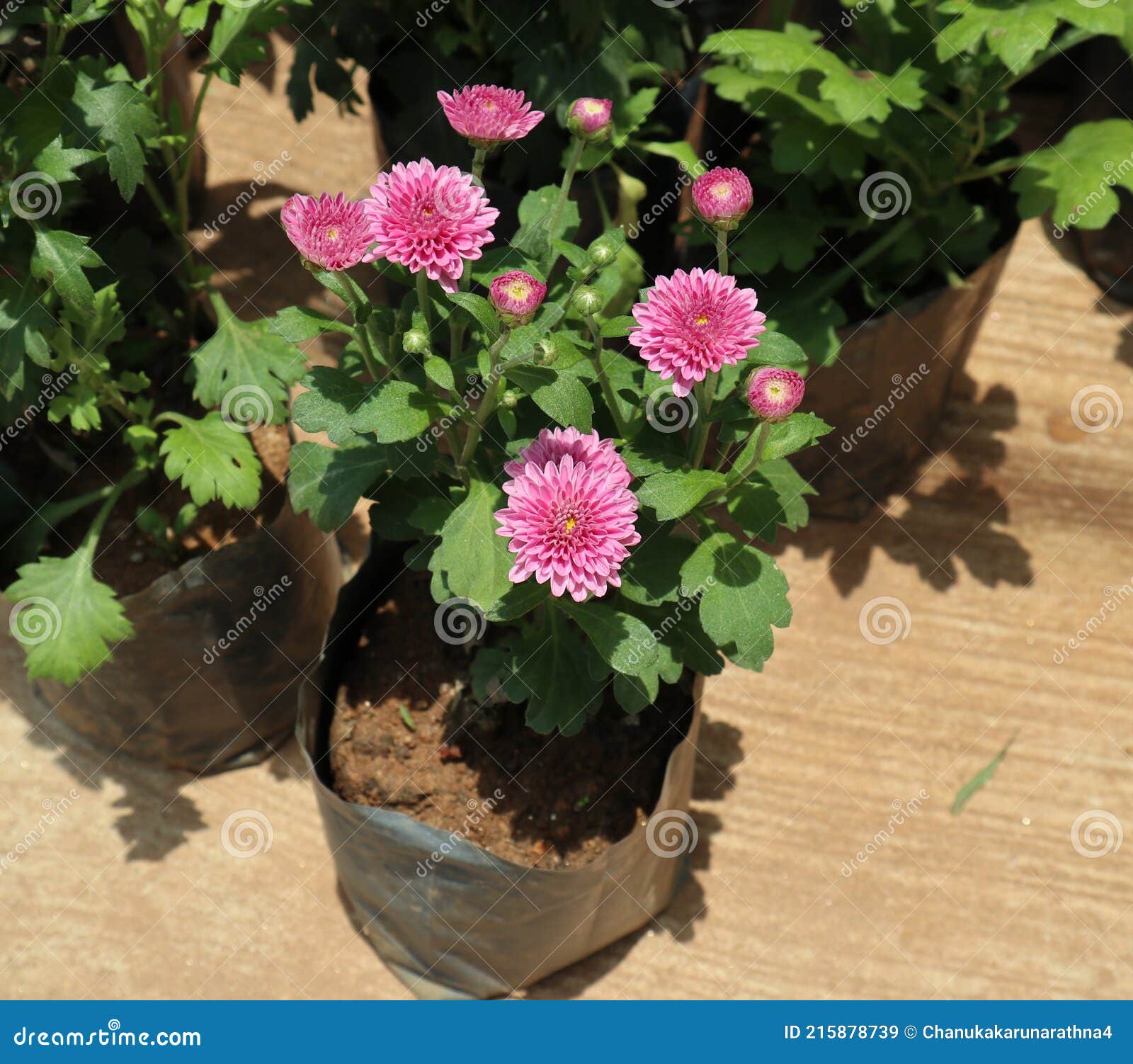 Primer Plano De Una Planta De Crisantemo En Bolsa Negra Con Flores De  Crisantemo Púrpura Floridas Y Florecientes Imagen de archivo - Imagen de  travieso, pista: 215878739