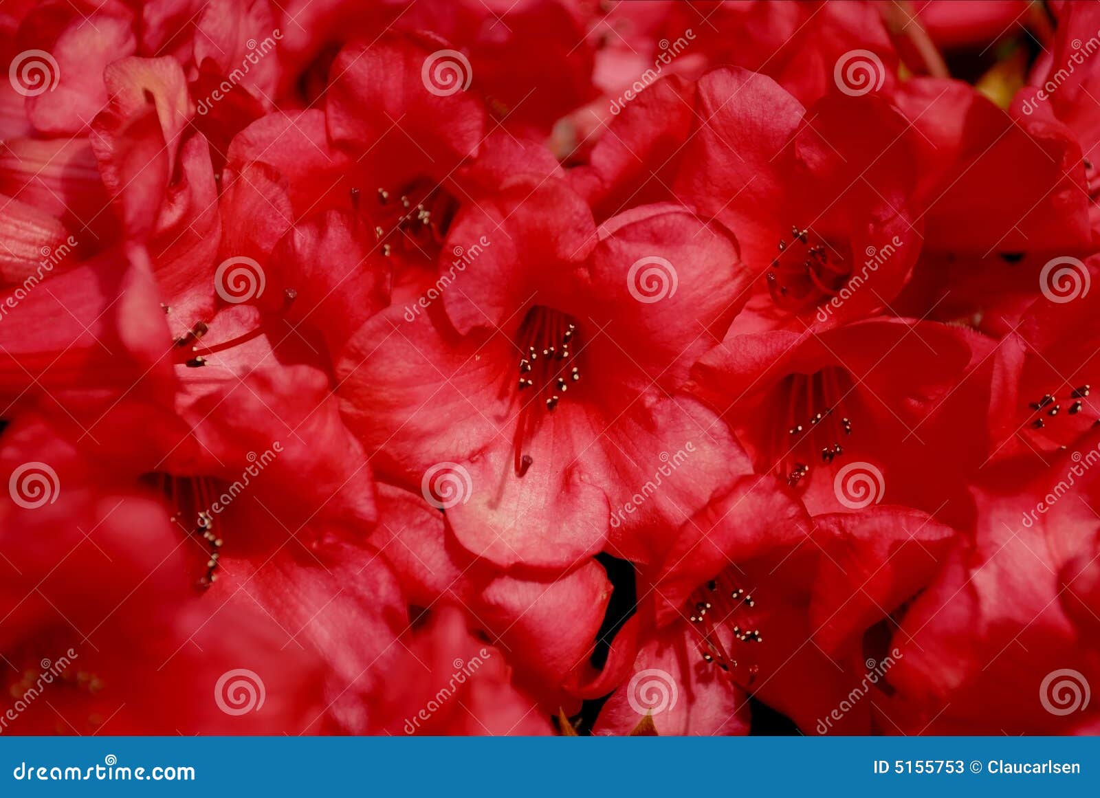 Primer rojo del rododendro. El primer del rododendro rojo hermoso florece por el sol del resorte