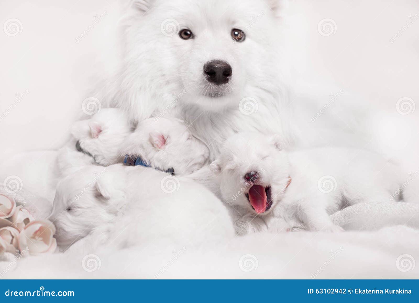 Primer Día De Cachorros Para Perros Samoyedo Foto de archivo - Imagen de  perrito, poco: 63102942, image size:1600x1158