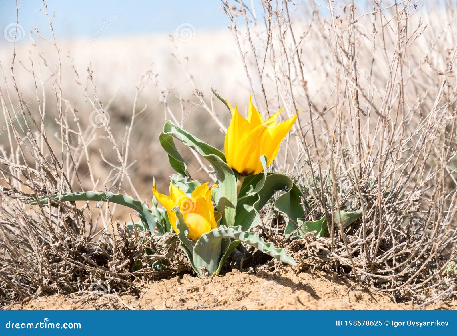 Primeros Tulipanes De Estepa De Primavera Entre Las Espinas Secas Del Año  Pasado, Baikonur, Kazajistán Imagen de archivo - Imagen de estepa,  ambiente: 198578625