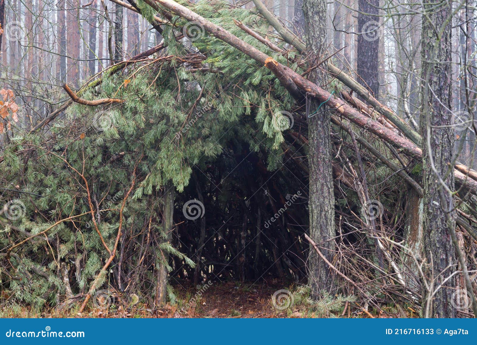 Primitive Survival Shelter in Forest Stock Image Image of camp, pine 216716133