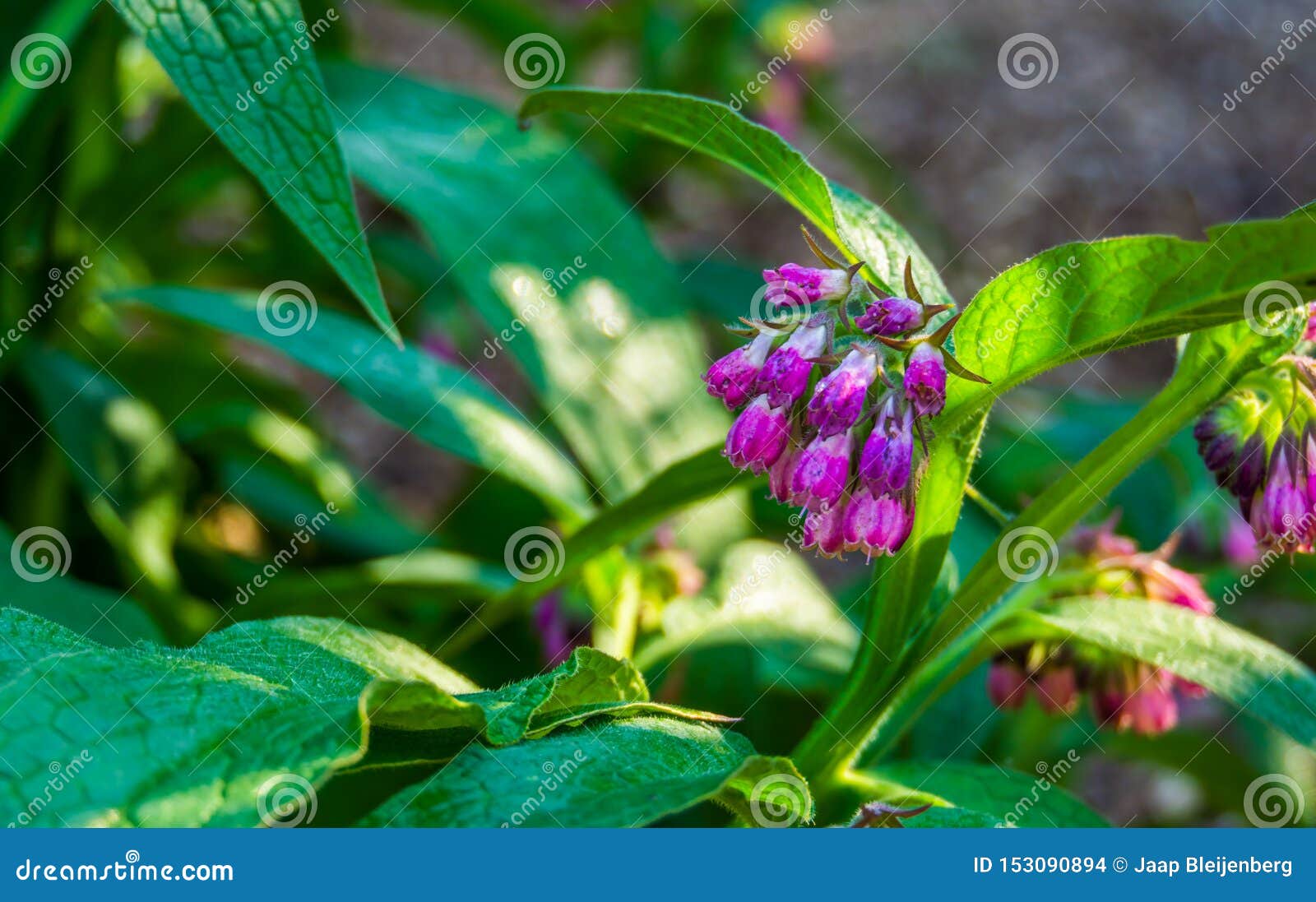 Primo Piano Dei Fiori A Campana Di Una Pianta Dello ...