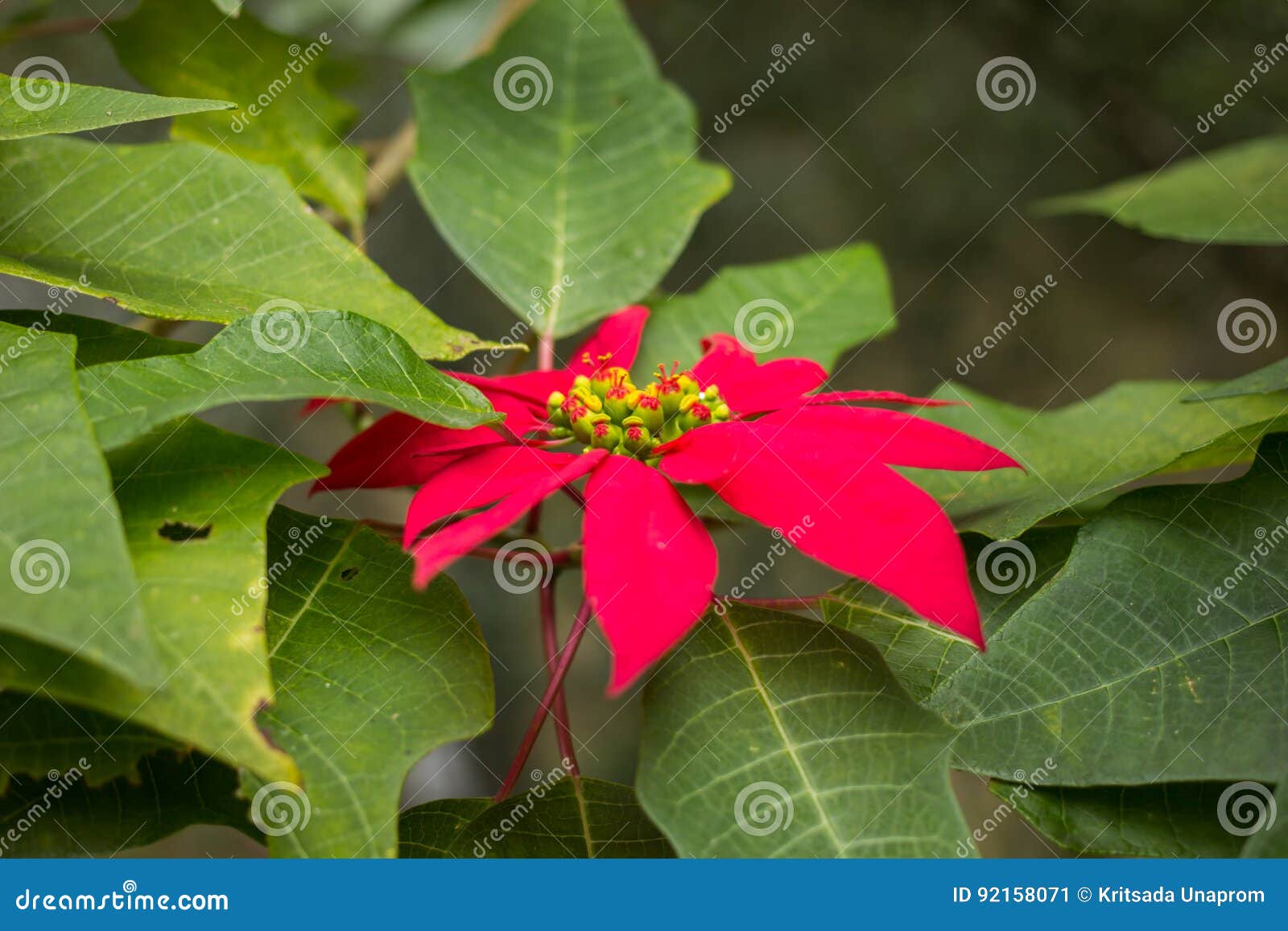 Primo piano dei fiori rossi della stella di Natale. Il primo piano della stella di Natale rossa fiorisce l'euphorbia pulcherrima