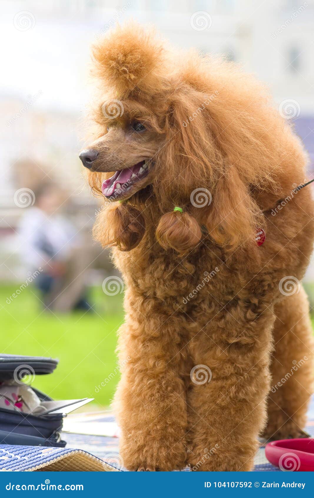 Primo Piano Del Barboncino Del Cane Fotografia Stock Immagine Di Bellezza Pedigreed