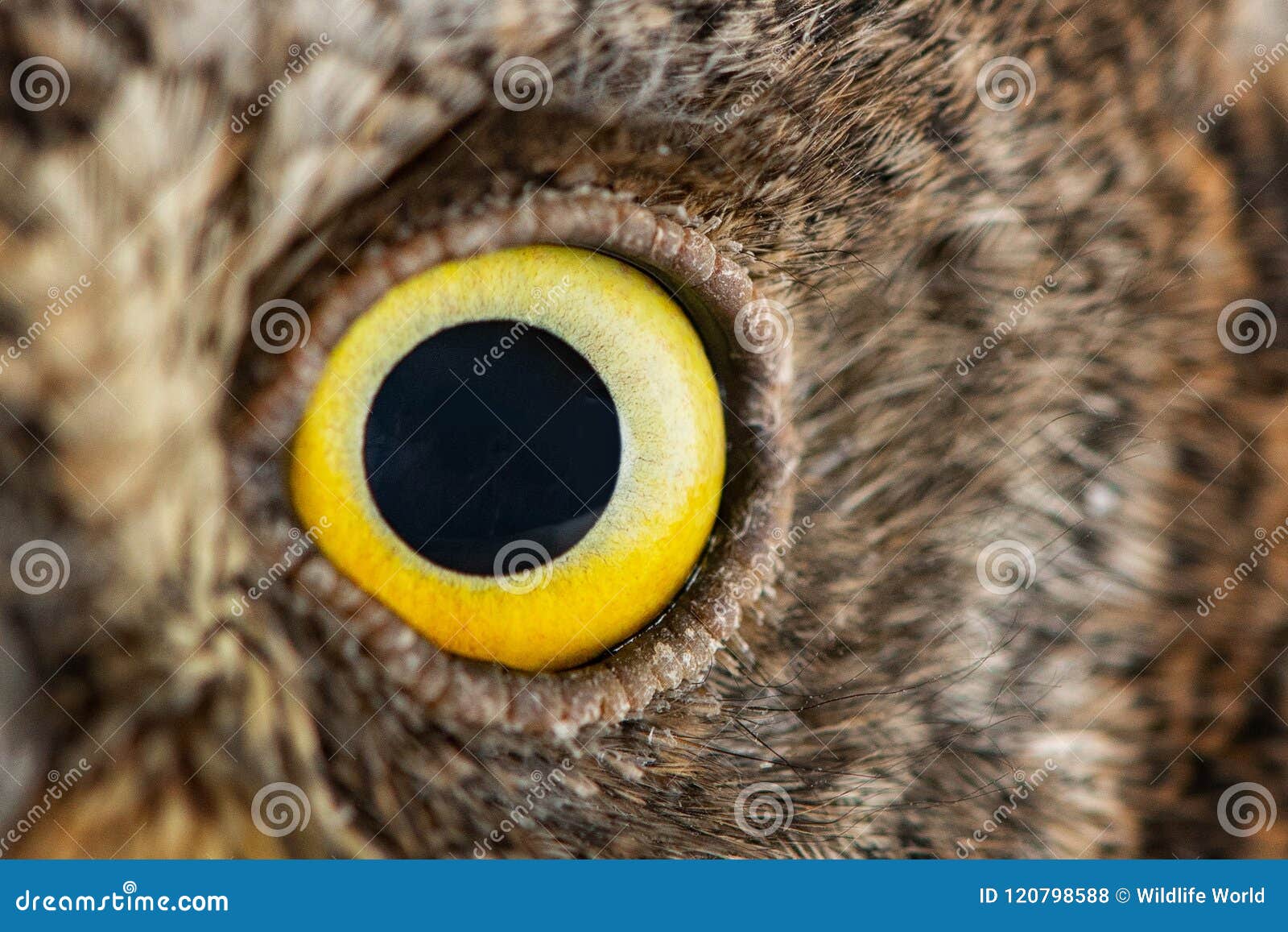 Primo Piano Dell'occhio Del Gufo, Macro Foto, Occhio Degli Scops Europei Del  Otus Dell'assiolo Fotografia Stock - Immagine di attento, russia: 120798588