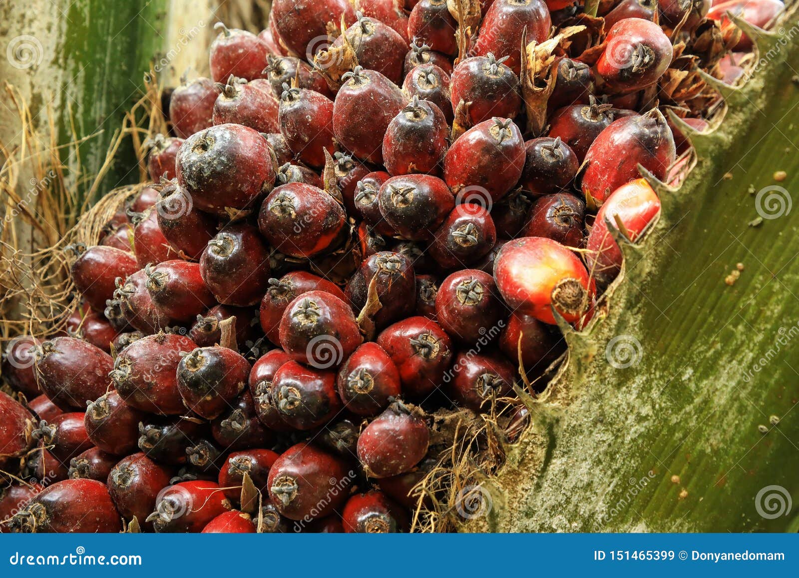 Primo piano della frutta della palma da olio su un albero La coltivazione dell'olio di palma è stata criticata per gli impatti sull'ambiente naturale, compreso disboscamento e perdita di habitat naturali