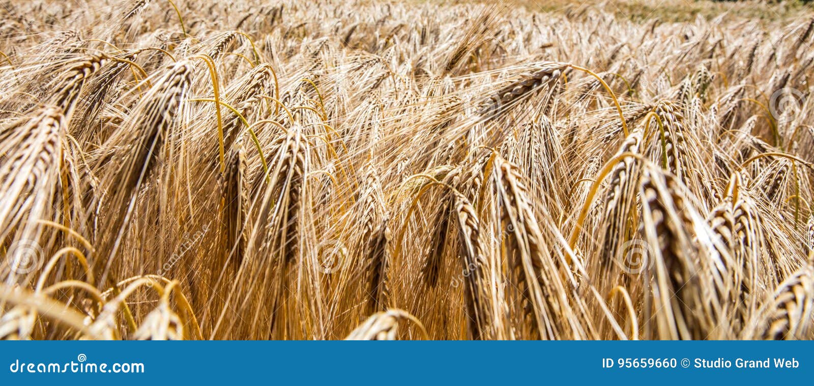 Primo piano di maturazione del campo giallo dell'orzo per il fondo dell'insegna Prato rurale delle orecchie del cereale per agricoltura in Europa