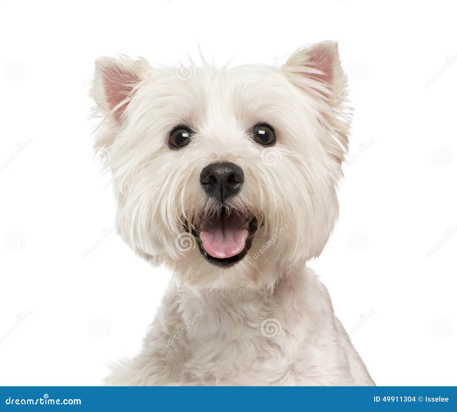 Primo Piano Di Un Maltese Fotografia Stock Immagine Di Cane 49911304