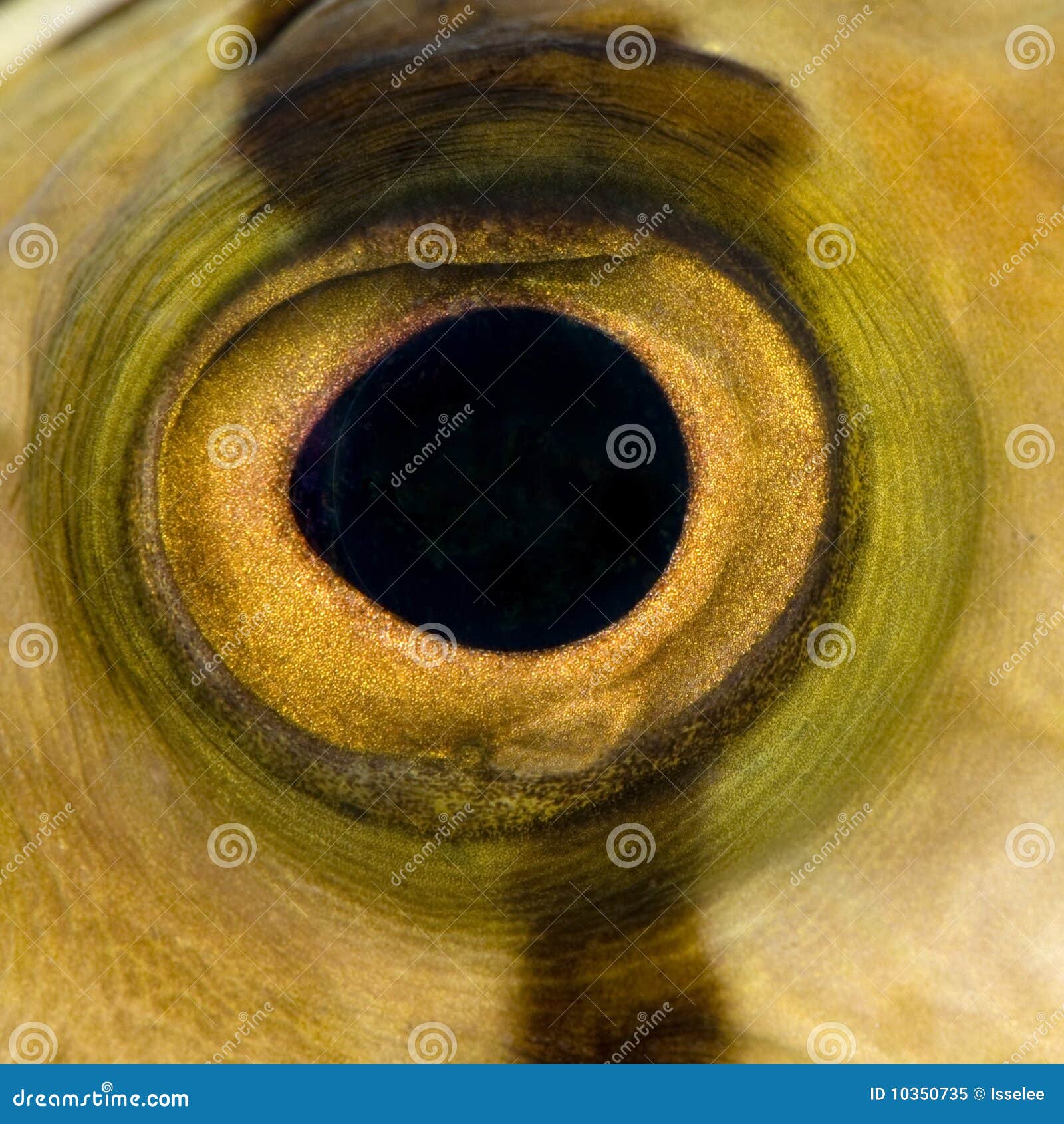 Primo Piano Dell'occhio Arancione Gufo - Foto Stock: Foto