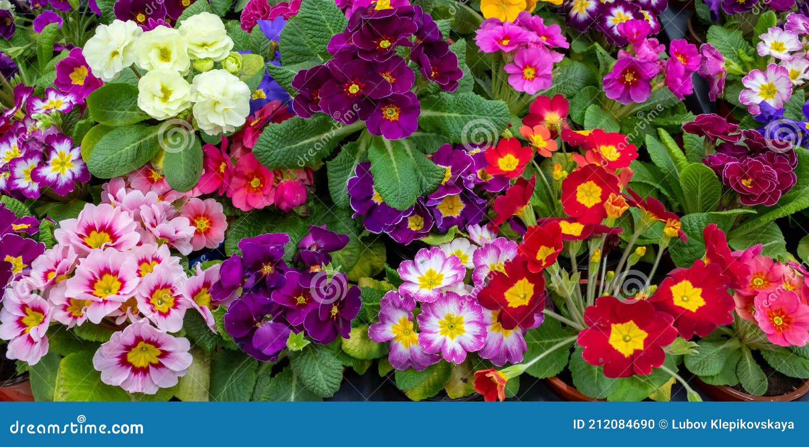 Primrose is Multicolored in Full Bloom. Primula Vulgaris Blooms Stock