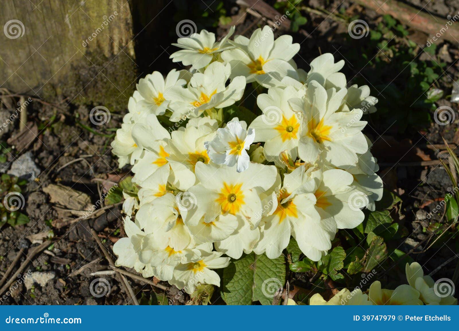 primula 'crescendo white'