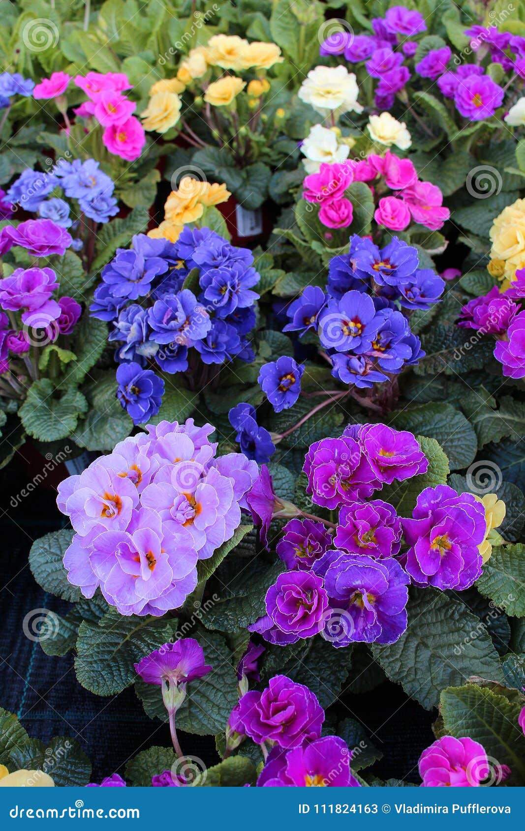 primula sp. - colourful flowers - spring