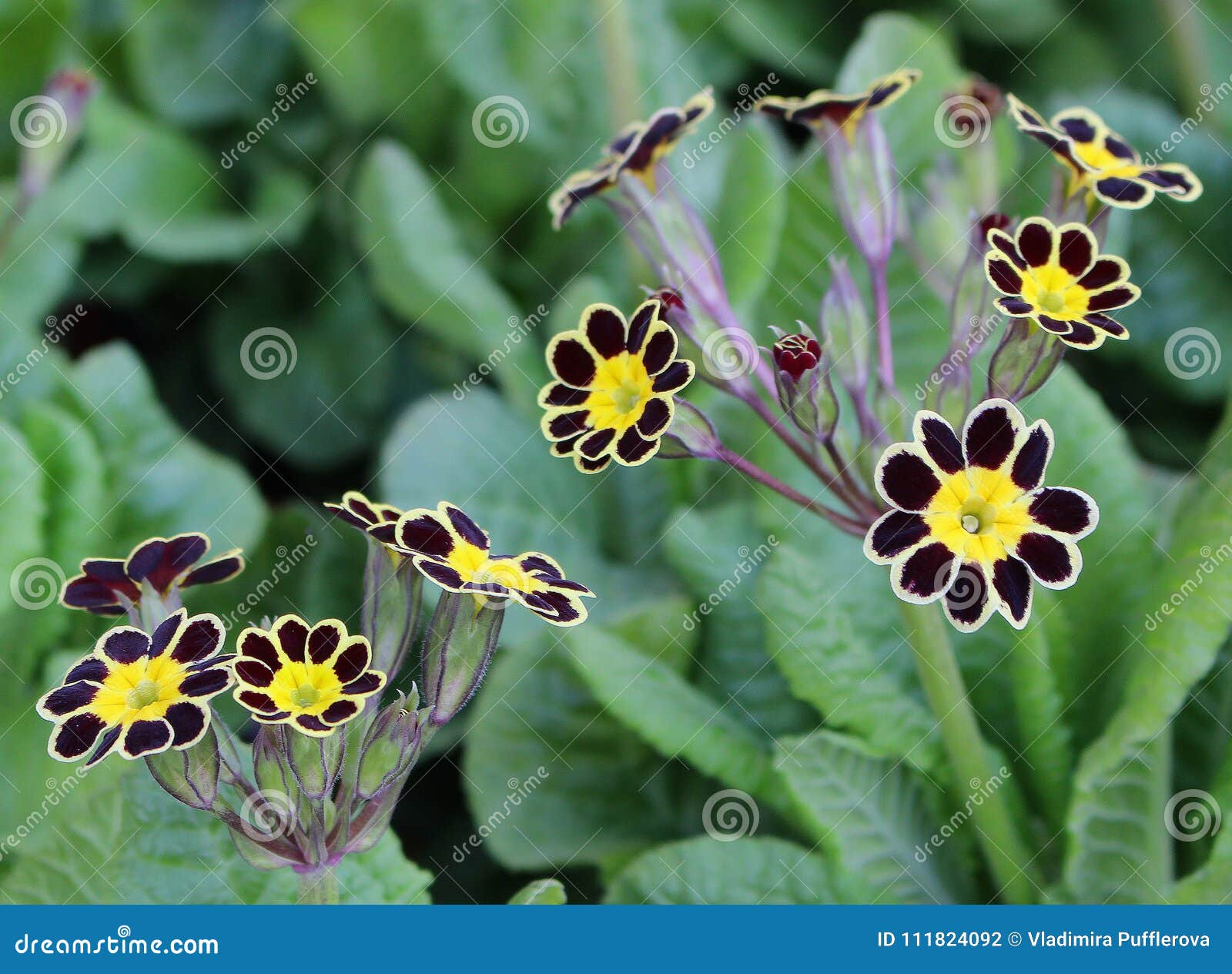 primula sp. - interesting variety of favourite spring flower