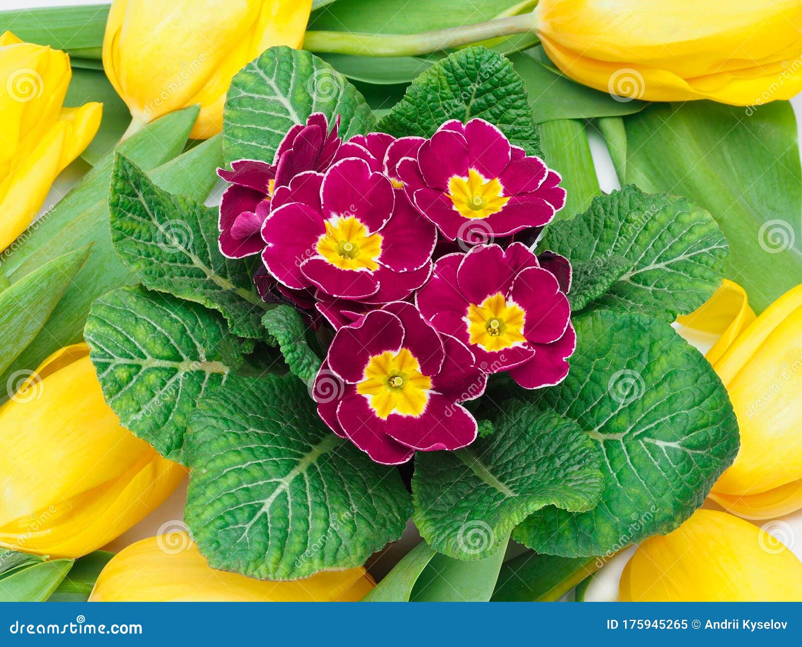 Primula Vulgaris The Common Primrose A Flowering Plant Surrounded By Tulips Stock Image Image Of Decoration Evening 175945265