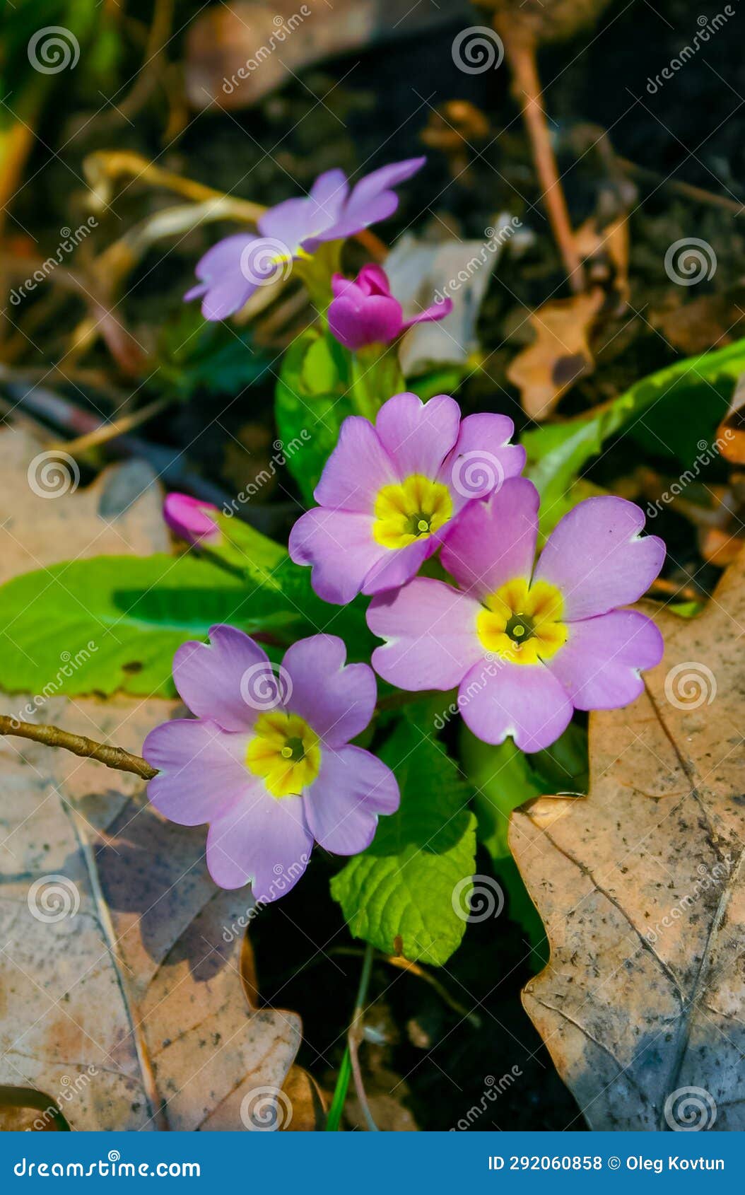 primula vulgaris - herbaceous primrose plant blooming in spring