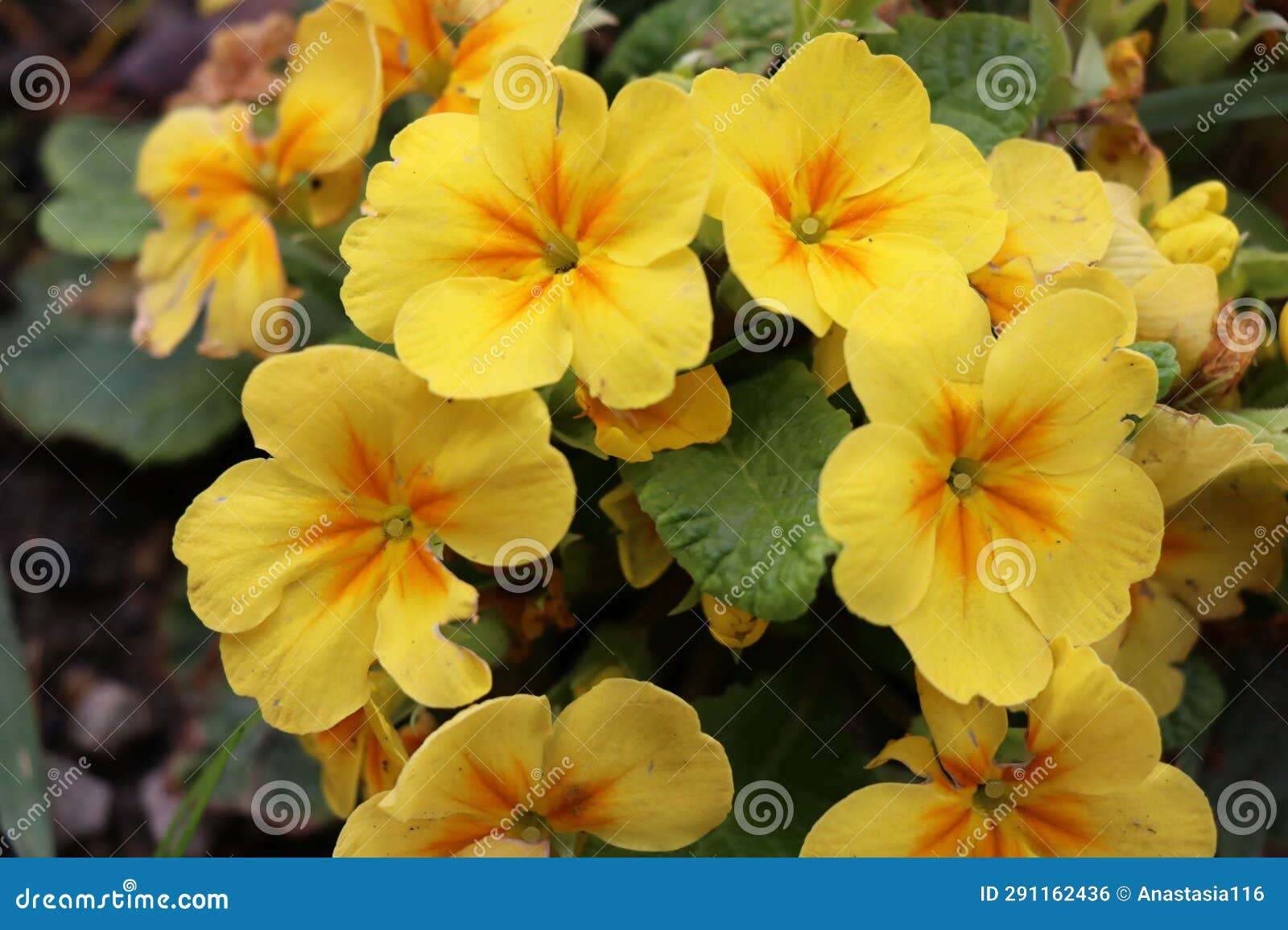 primula yellow large- flowered primrose, cabaret cream flower ambie