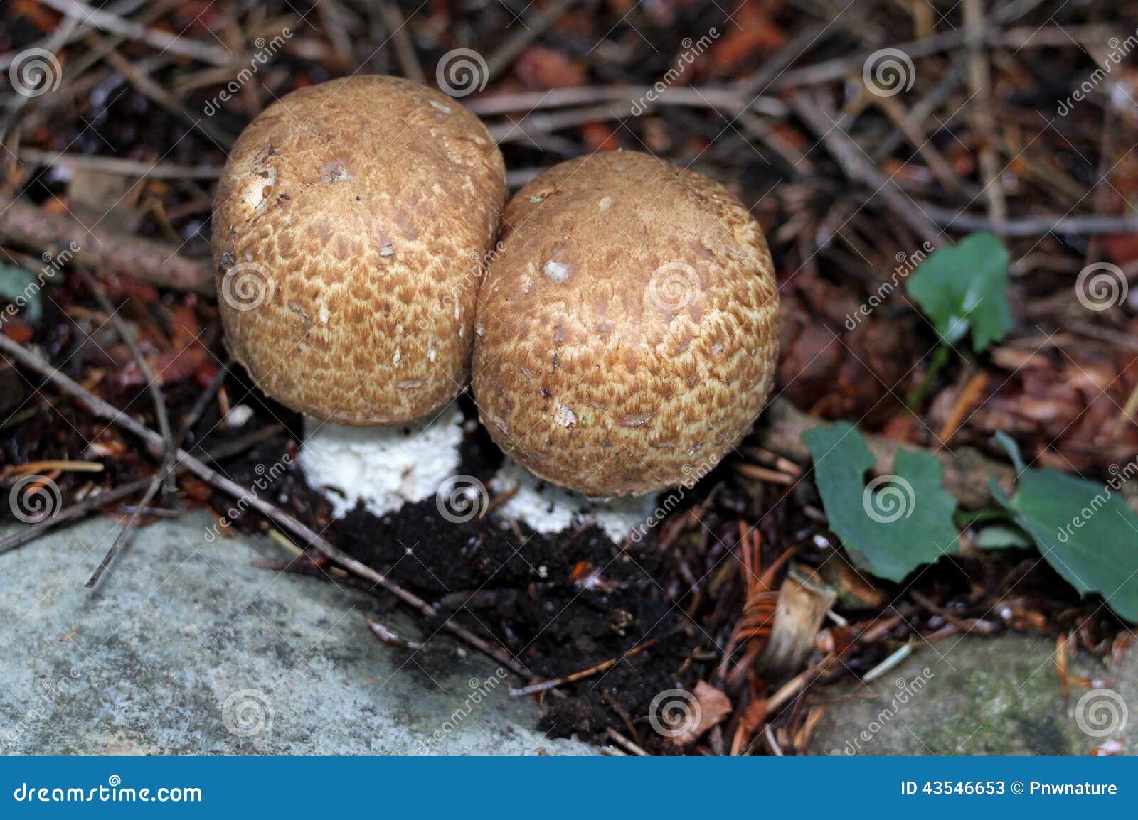 Prince Mushrooms Agaricus Augustus Stock Image Image of washington