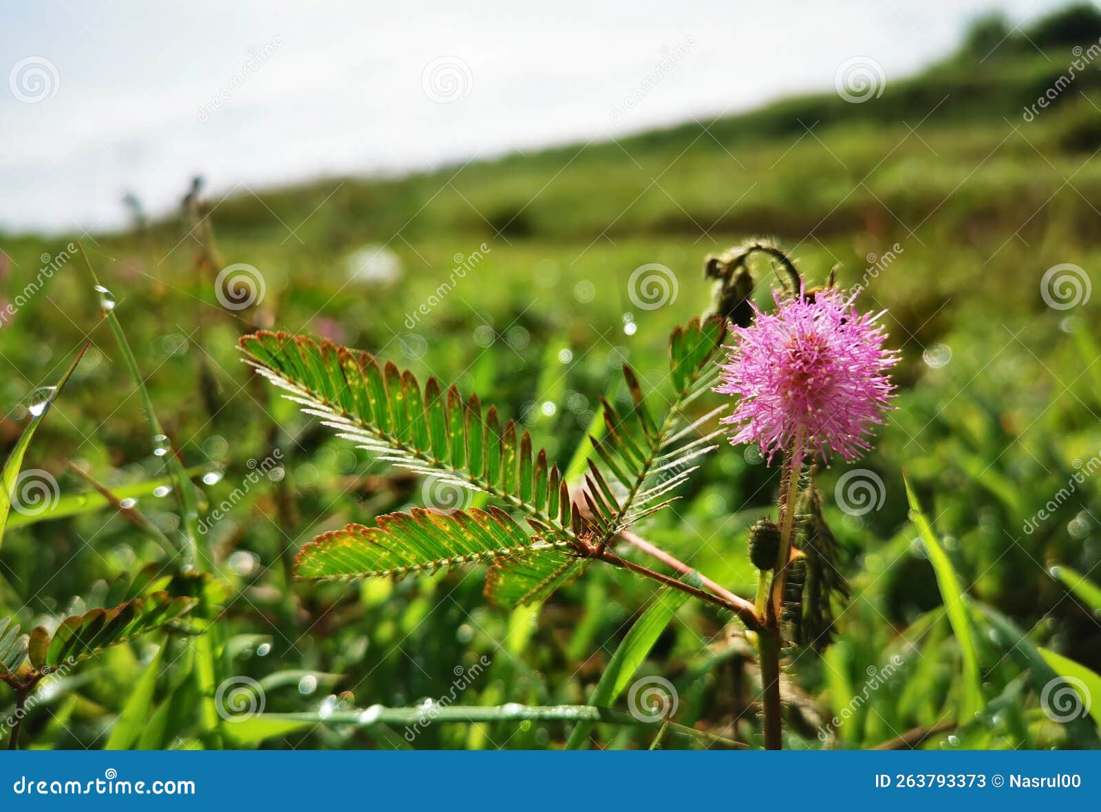 Princess flower shy stock image. Image of stem, princess - 263793373