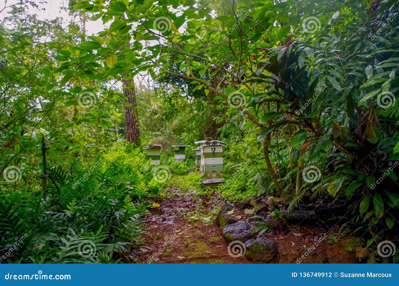 Princeville Botanical Gardens Kauai Hawaii Usa Stock Photo