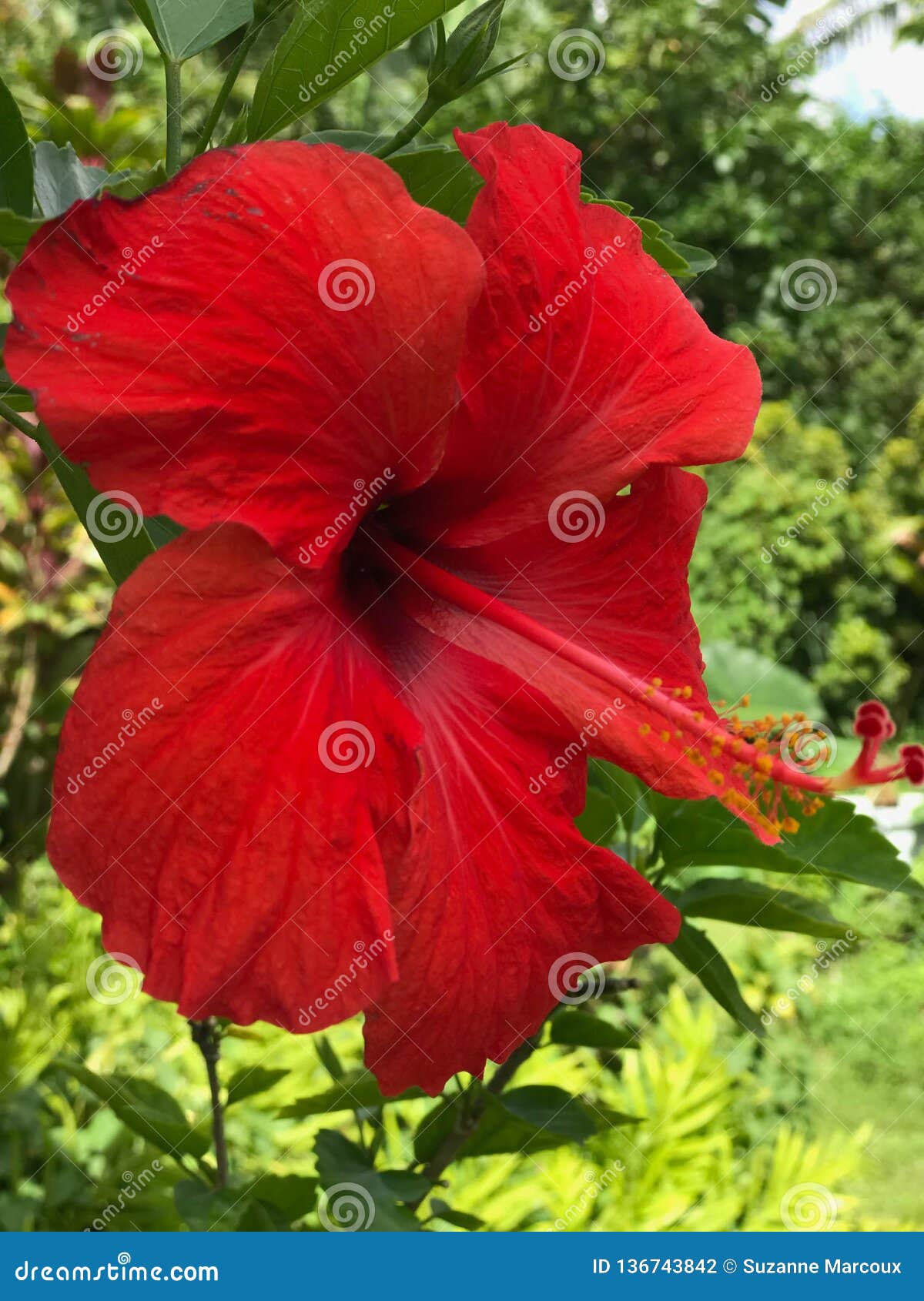Hawaiian Hibiscus Princeville Botanical Gardens Kauai Hawaii